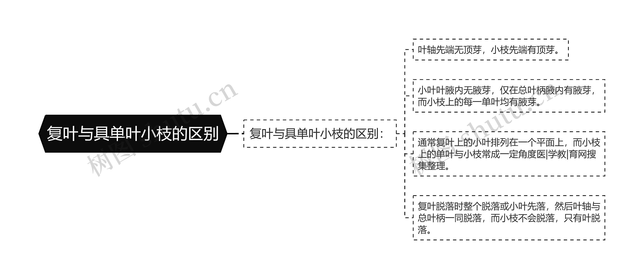 复叶与具单叶小枝的区别思维导图