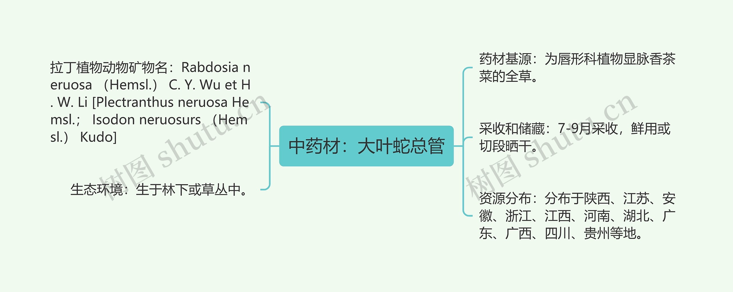 中药材：大叶蛇总管思维导图