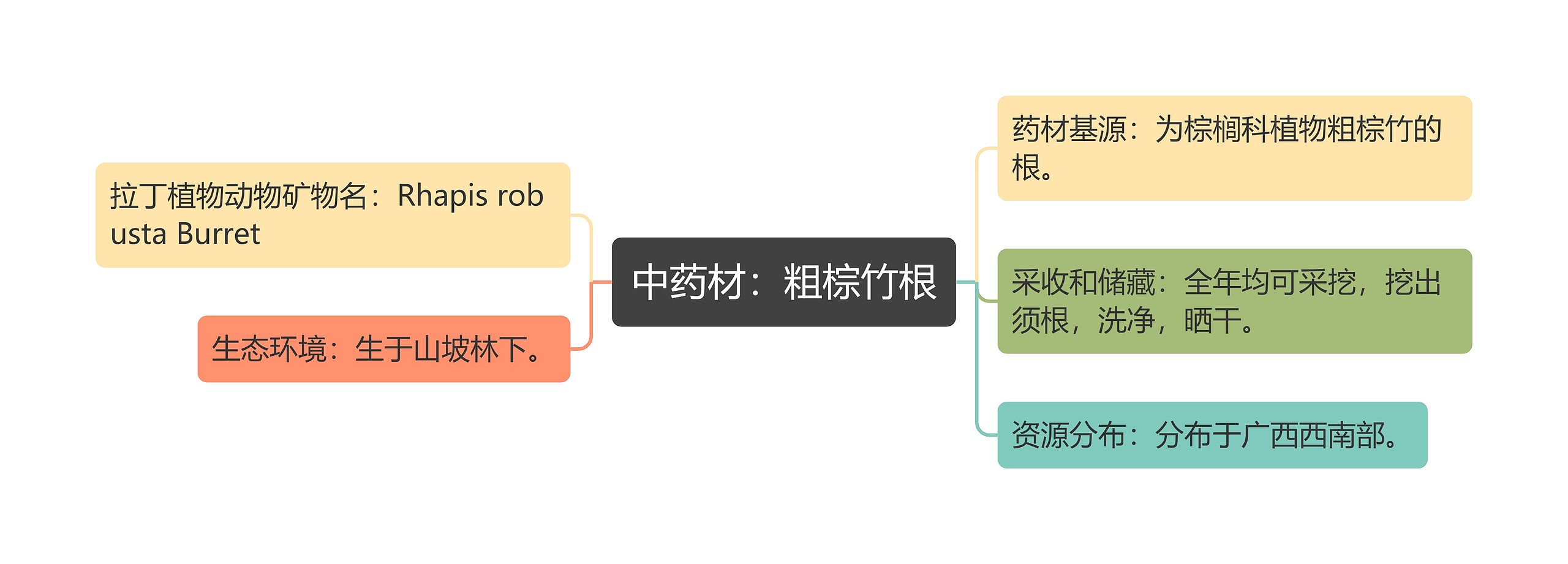 中药材：粗棕竹根思维导图