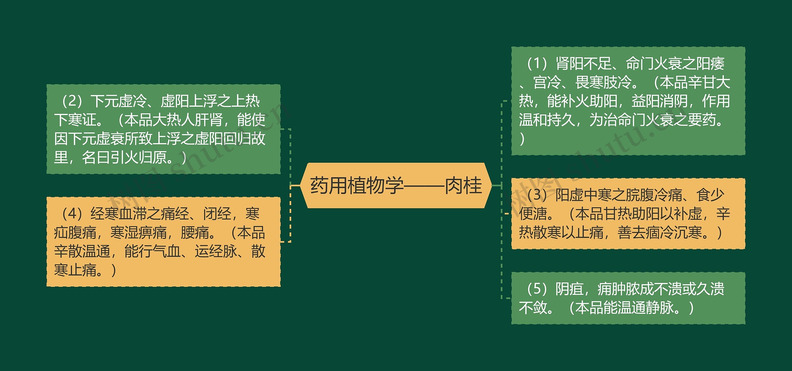 药用植物学——肉桂