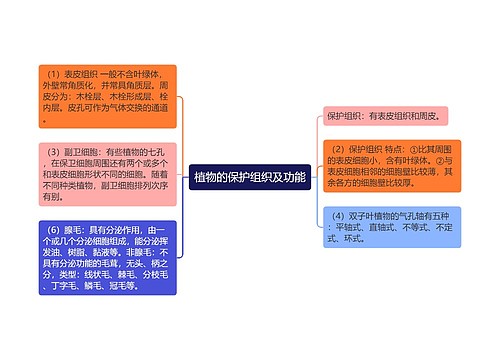 植物的保护组织及功能