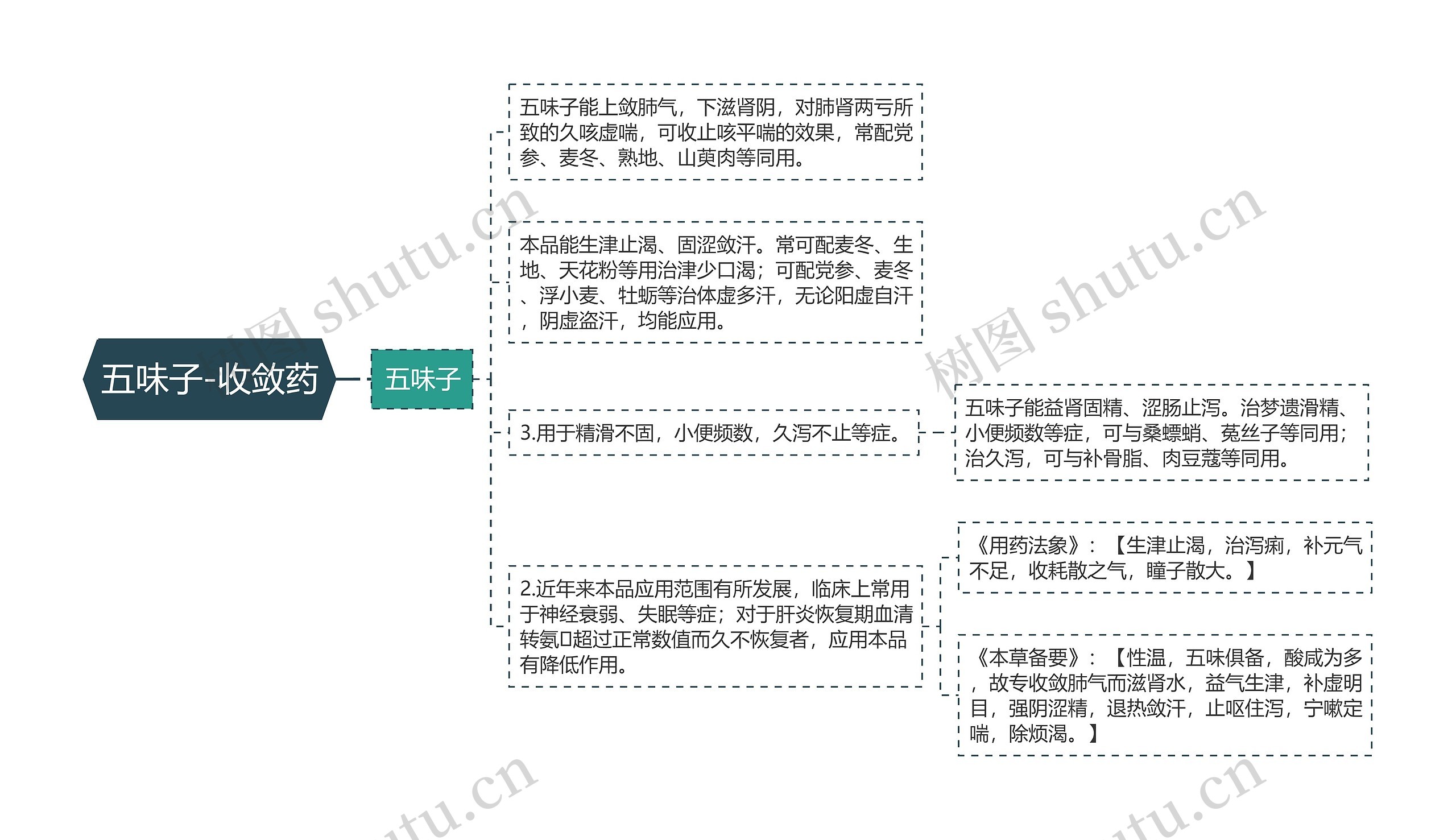 五味子-收敛药 五味子-收敛药