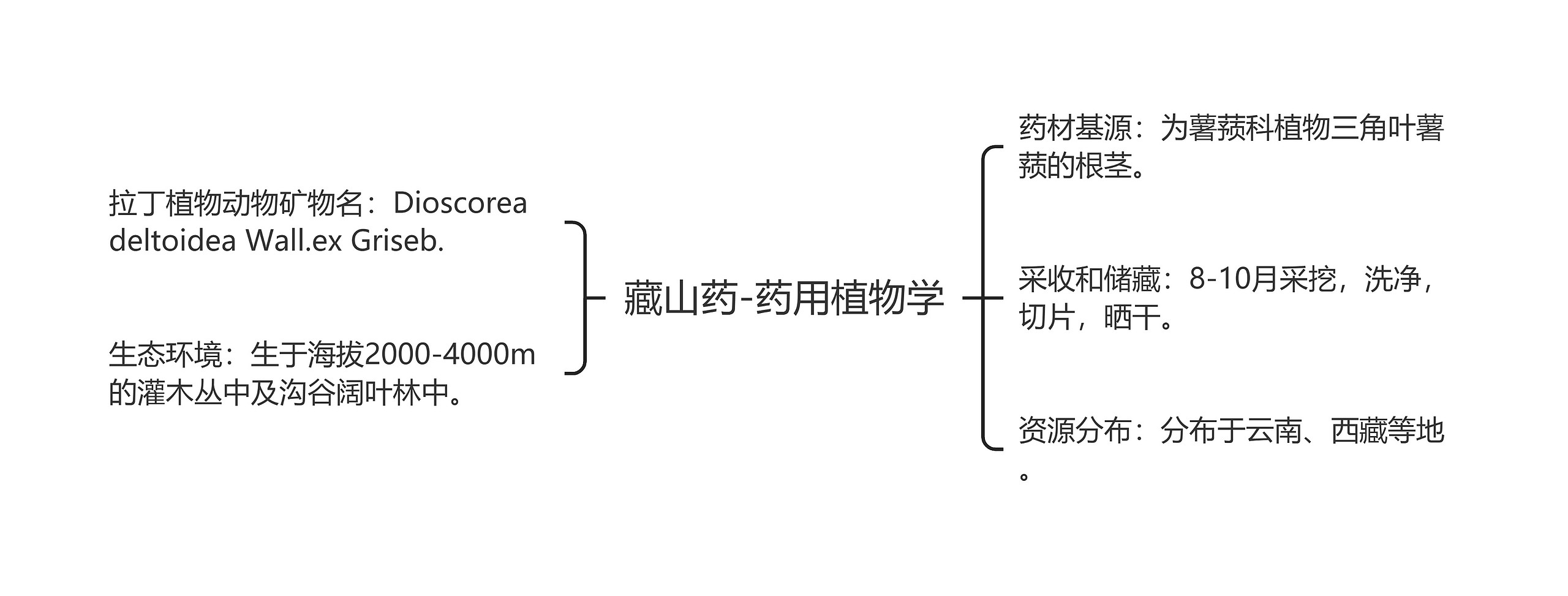 藏山药-药用植物学思维导图