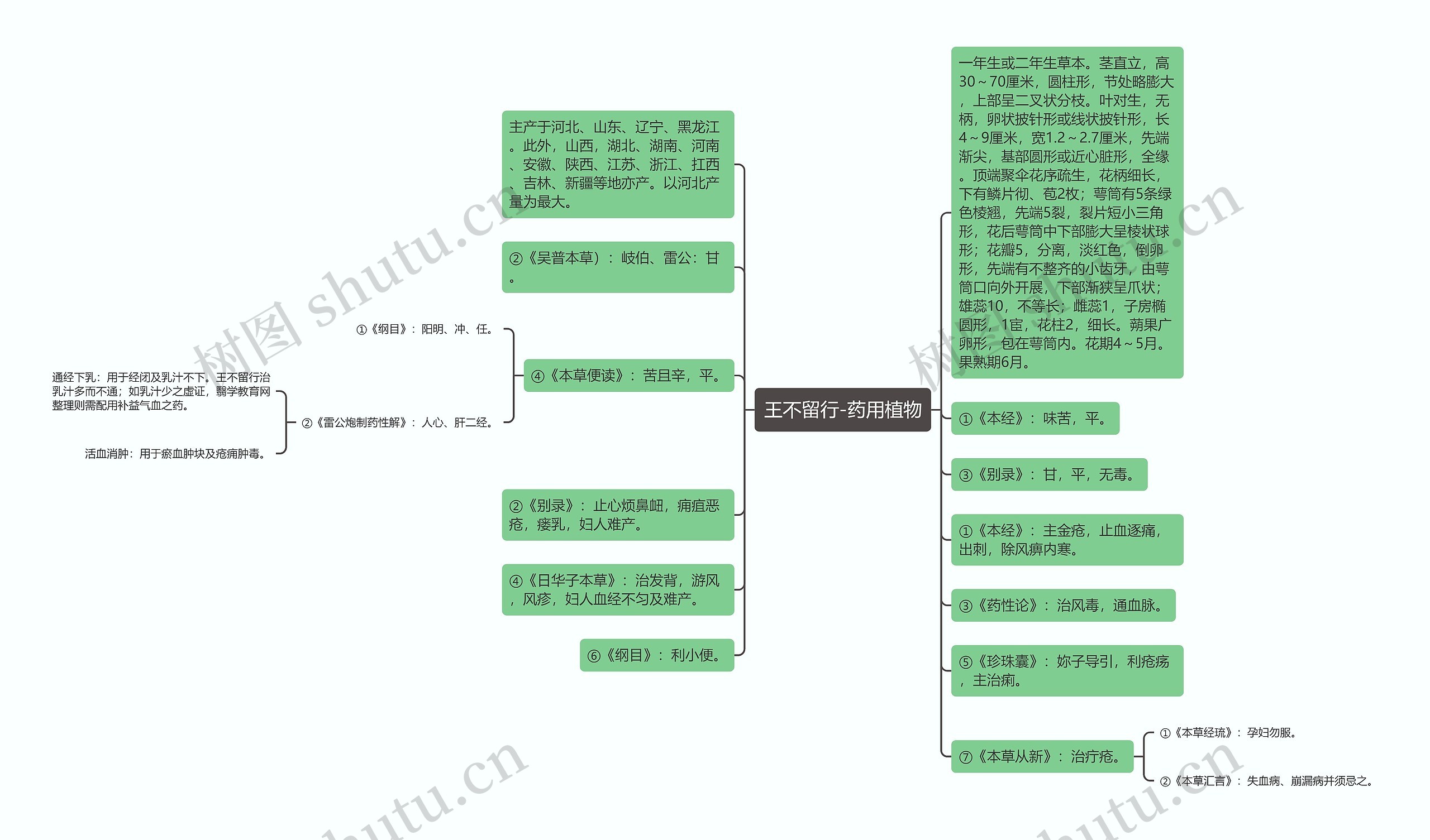 王不留行-药用植物 王不留行-药用植物
