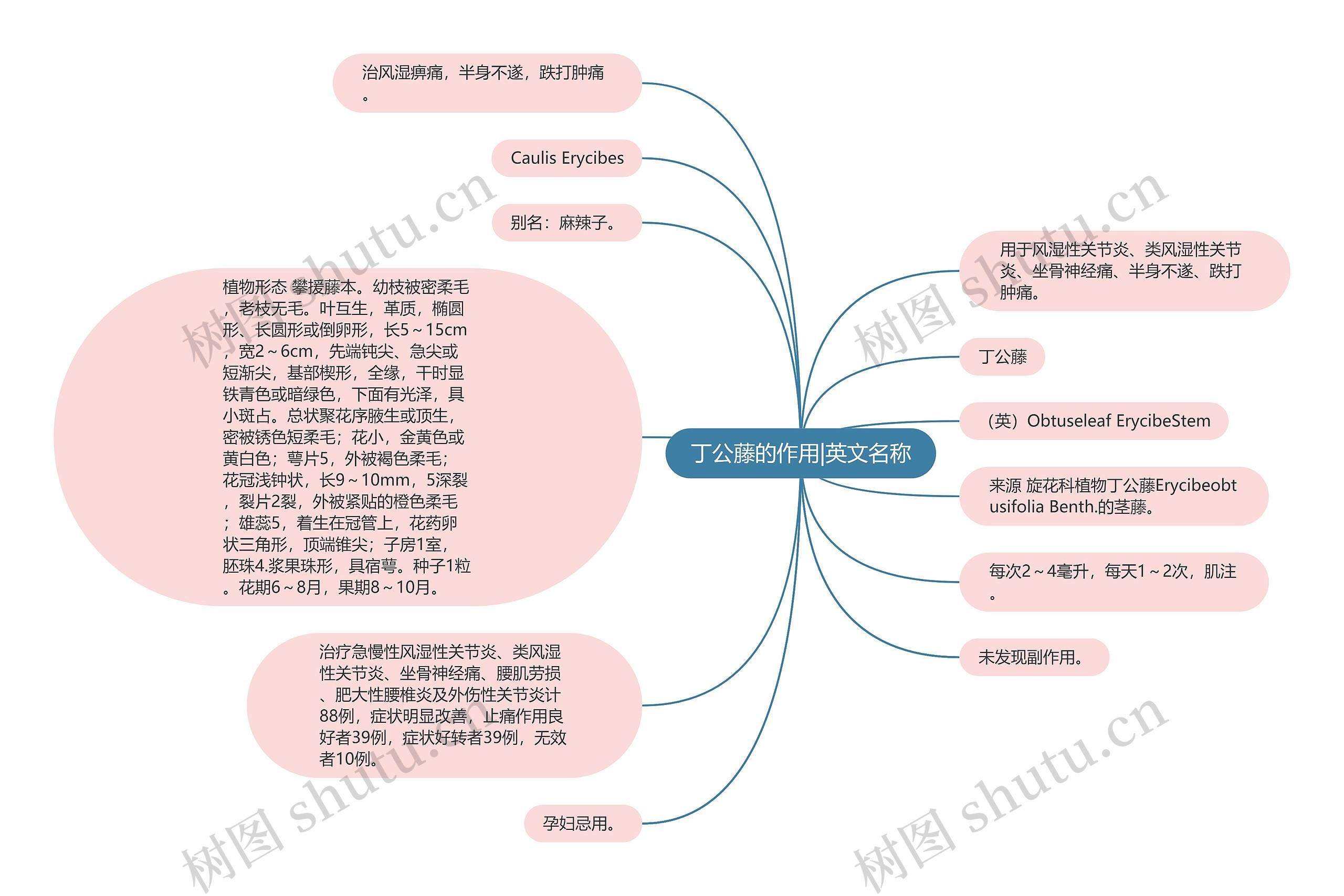 丁公藤的作用|英文名称思维导图