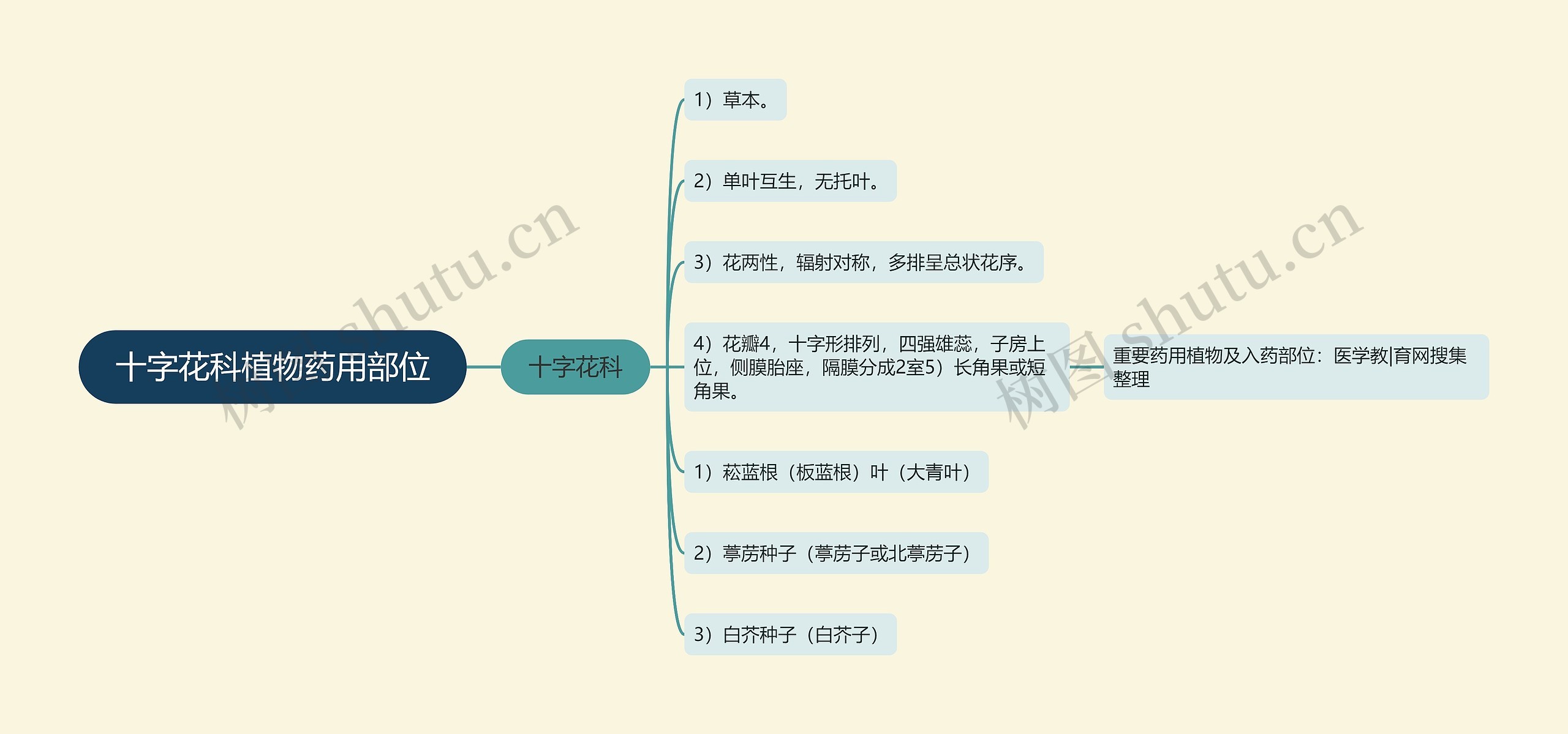 十字花科植物药用部位思维导图