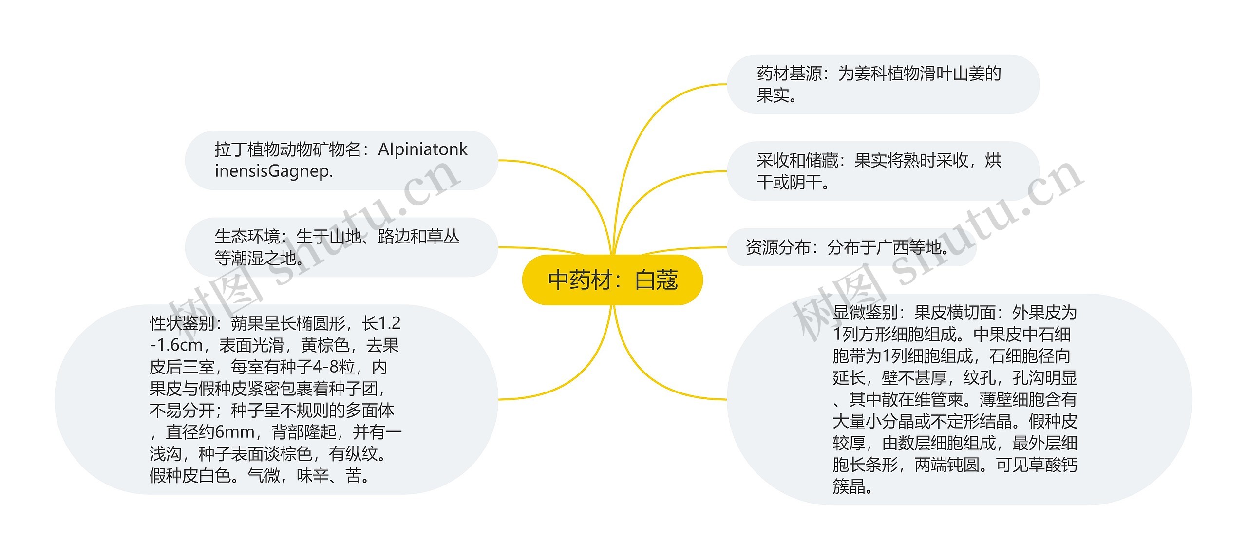 中药材：白蔻