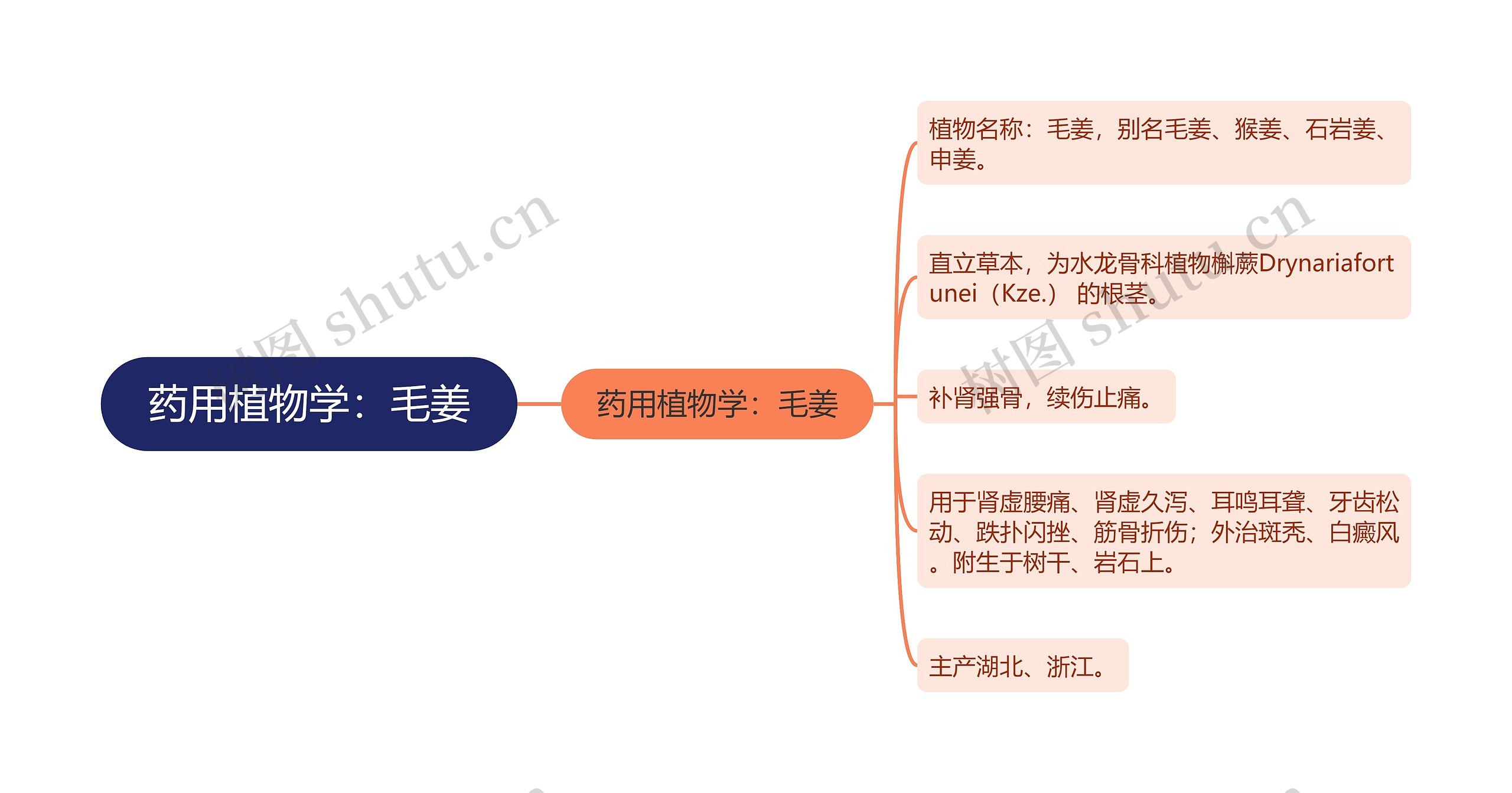 药用植物学：毛姜