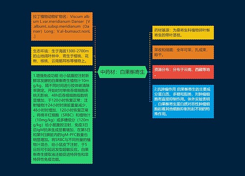 中药材：白果槲寄生