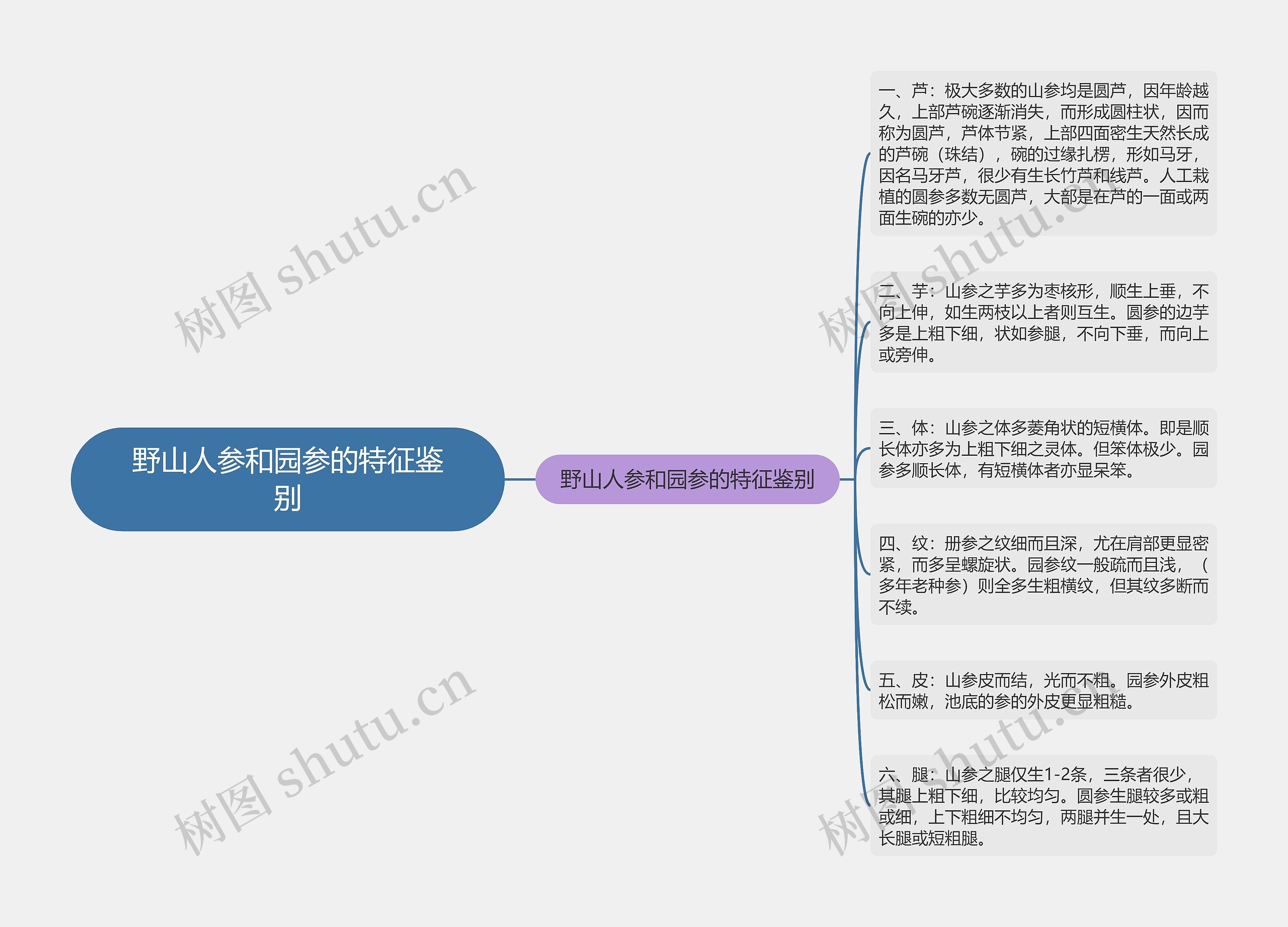 野山人参和园参的特征鉴别思维导图