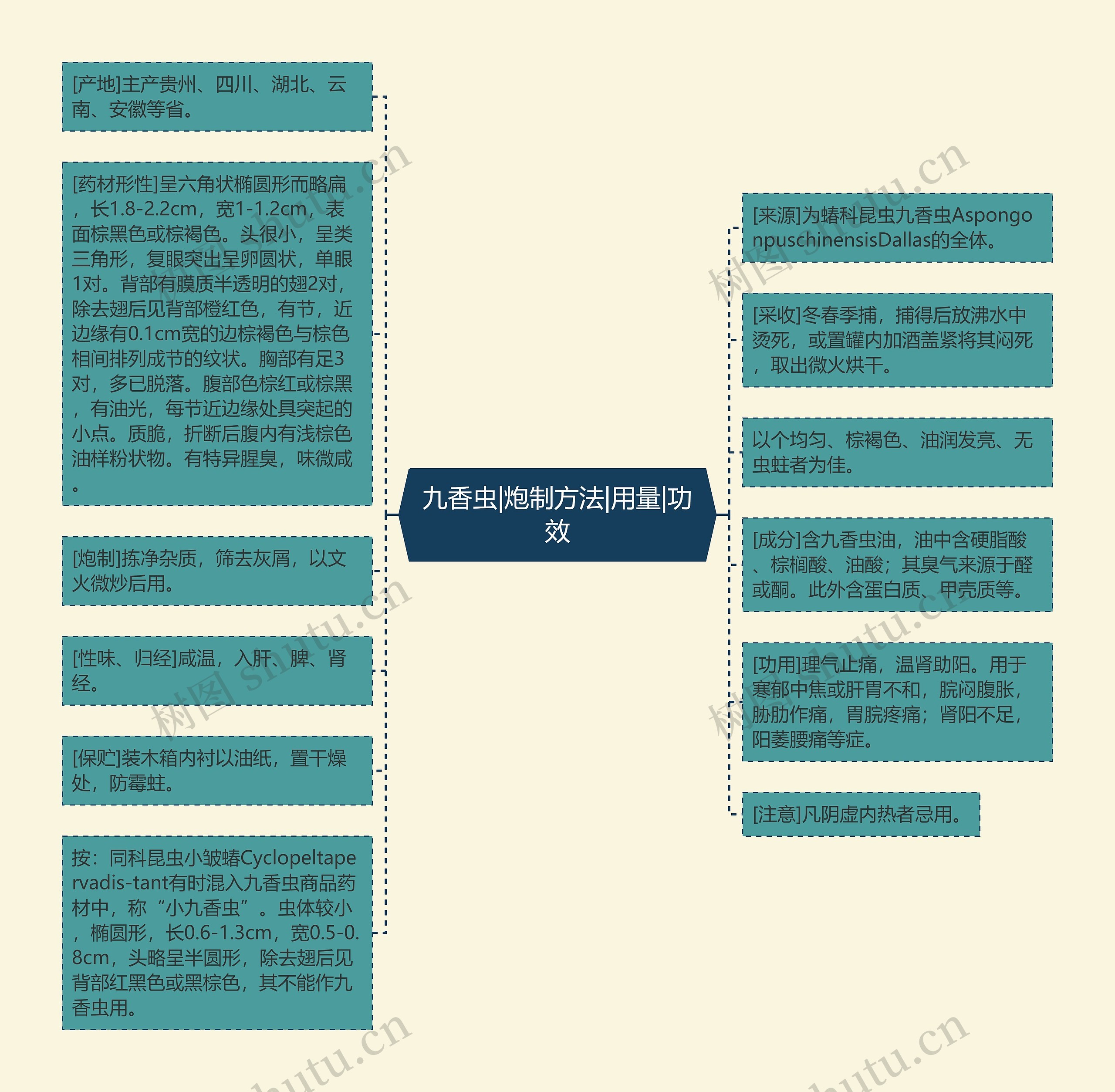 九香虫|炮制方法|用量|功效思维导图