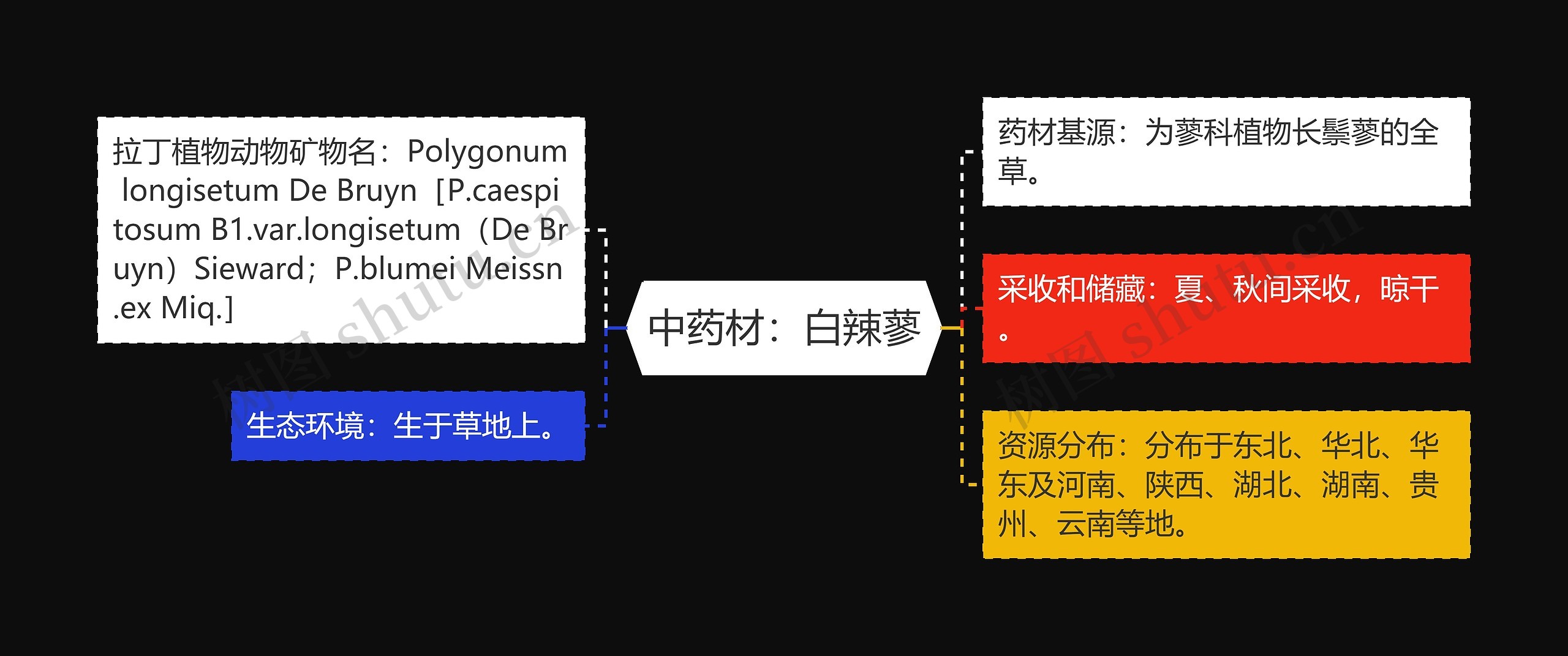 中药材：白辣蓼思维导图