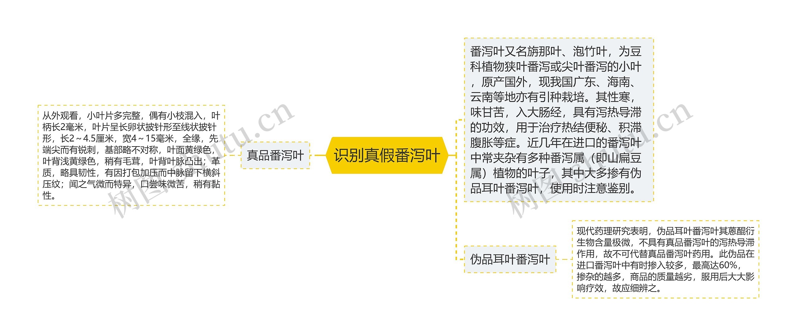 识别真假番泻叶