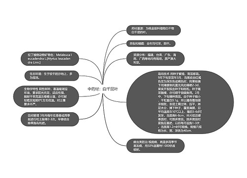 中药材：白千层叶