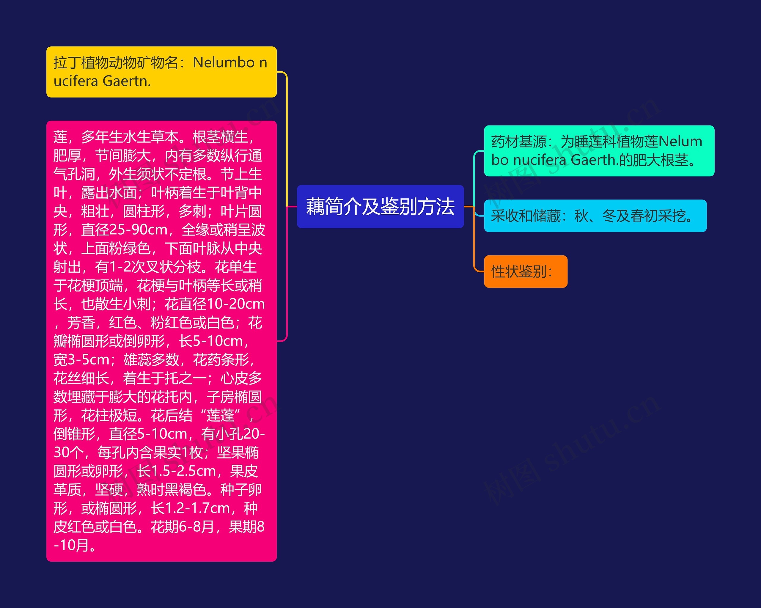 藕简介及鉴别方法 藕简介及鉴别方法