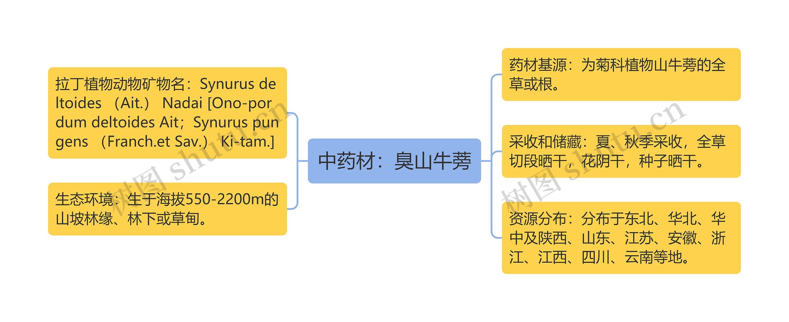 中药材：臭山牛蒡思维导图