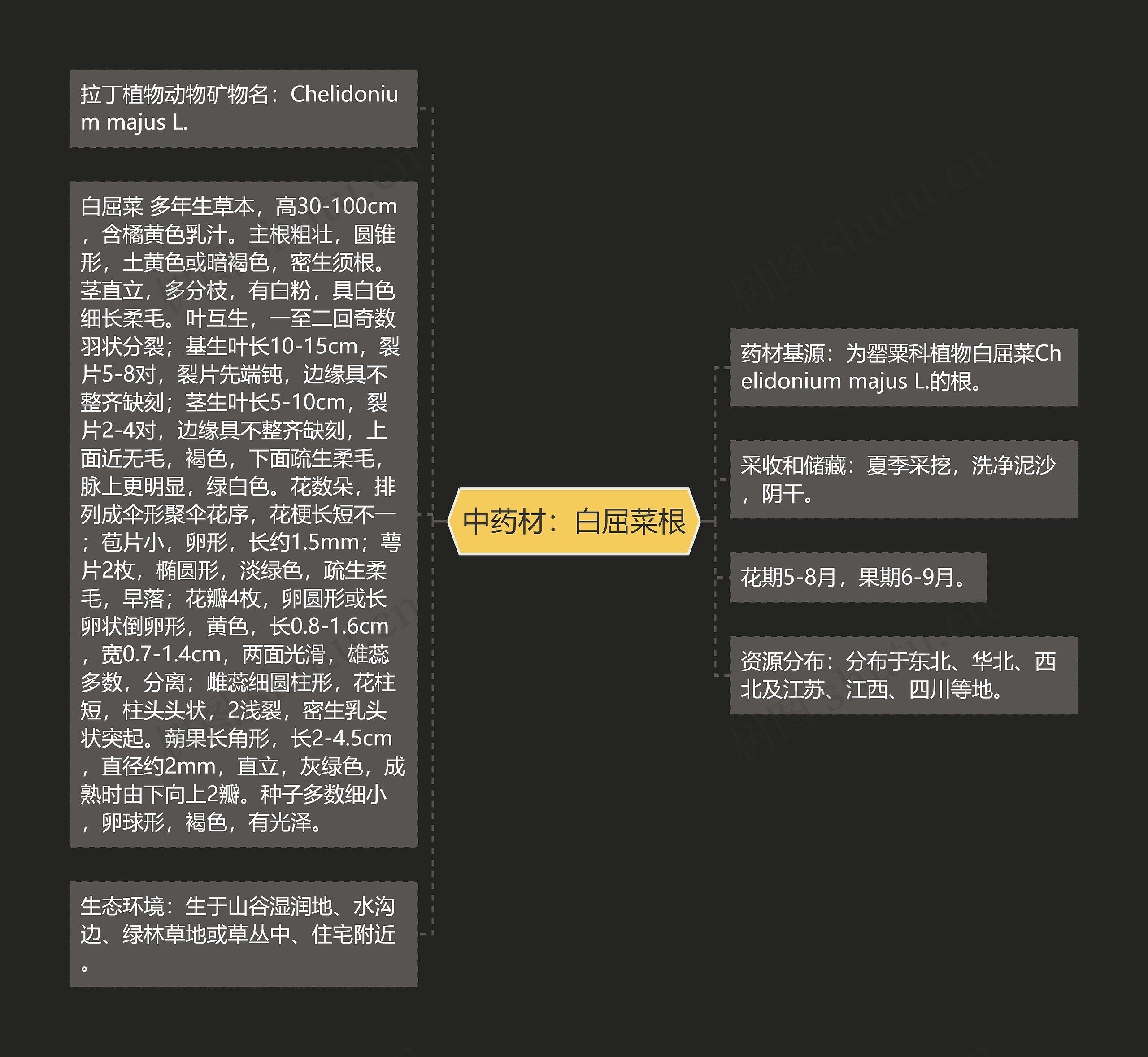 中药材:白屈菜根 中药材:白屈菜根