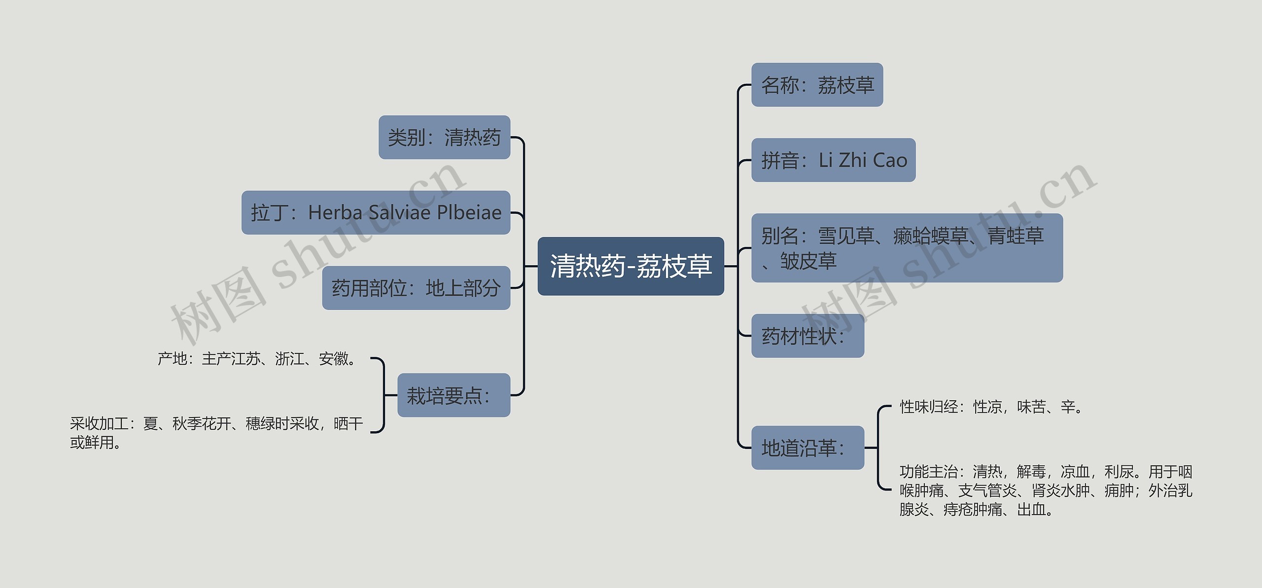 荔枝的思维导图怎么写图片