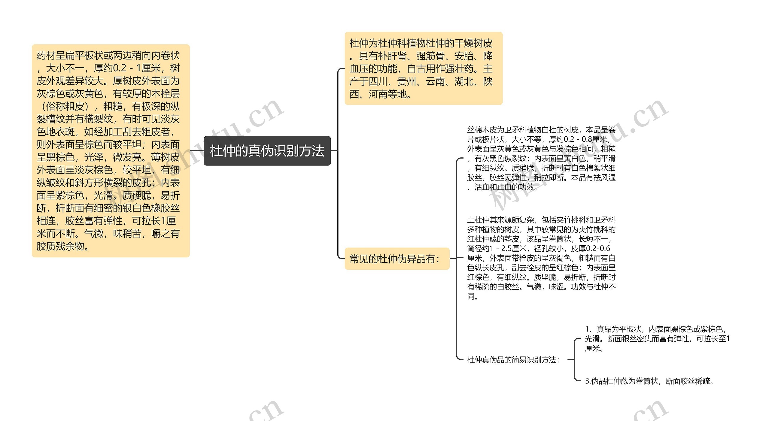 杜仲的真伪识别方法思维导图