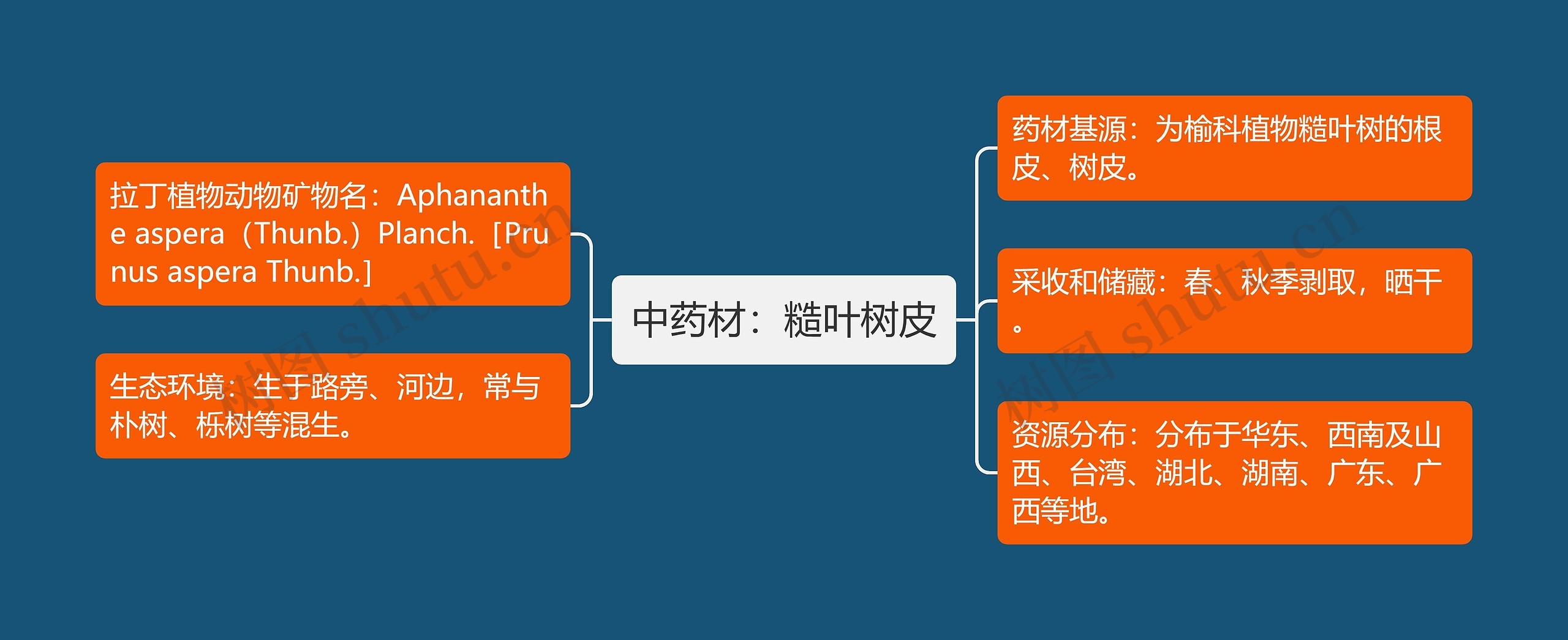 中药材：糙叶树皮思维导图