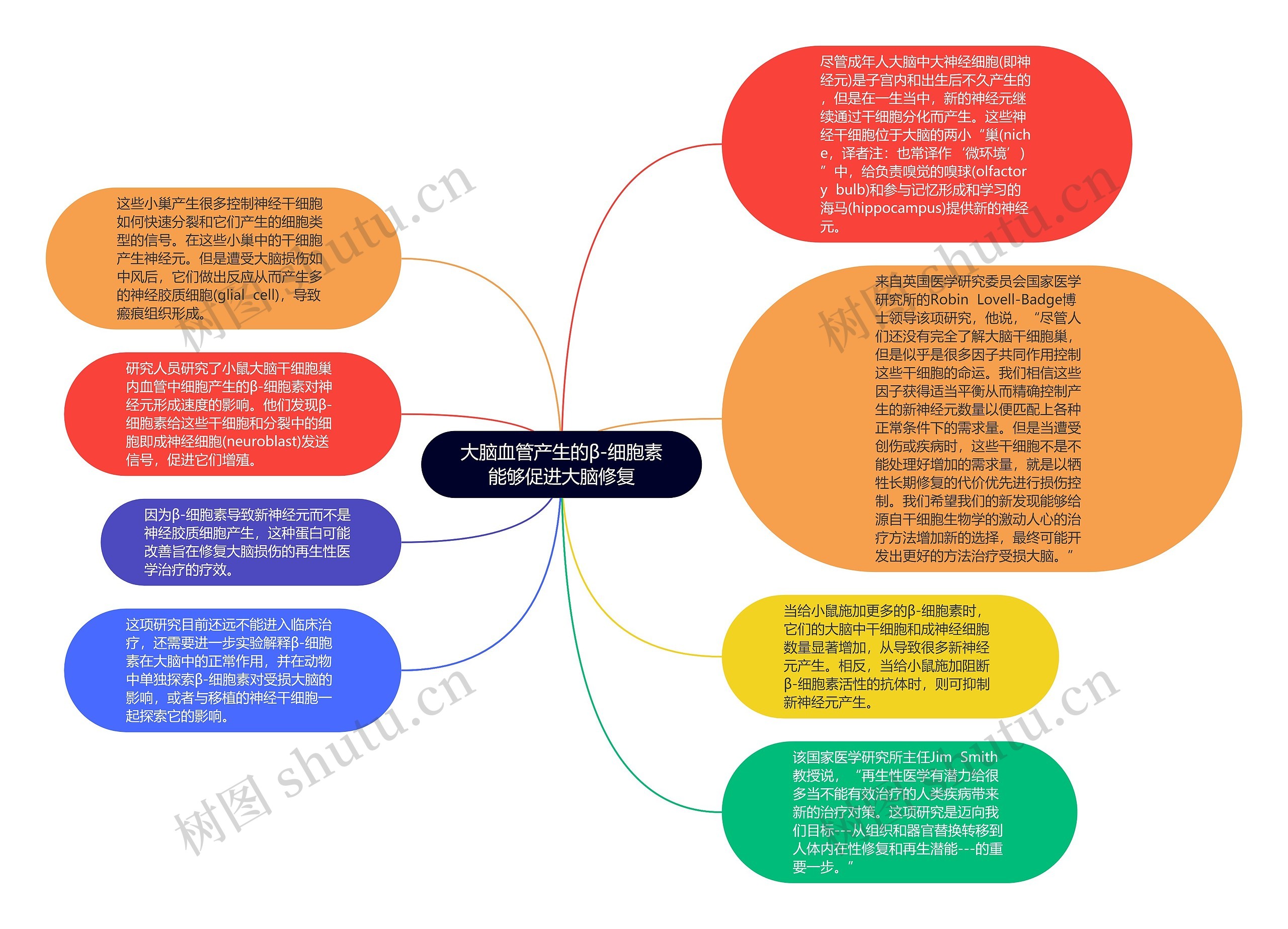 大脑血管产生的β-细胞素能够促进大脑修复思维导图