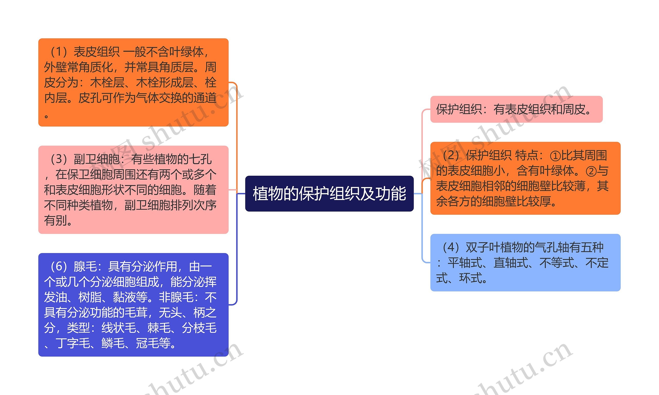 植物的保护组织及功能