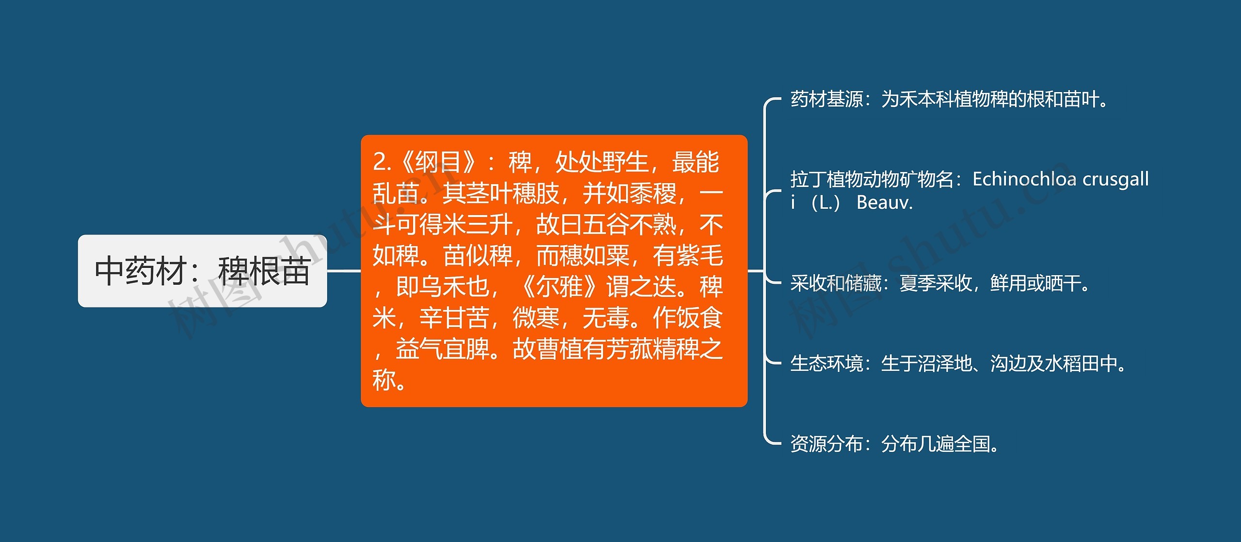 中药材:稗根苗 中药材:稗根苗