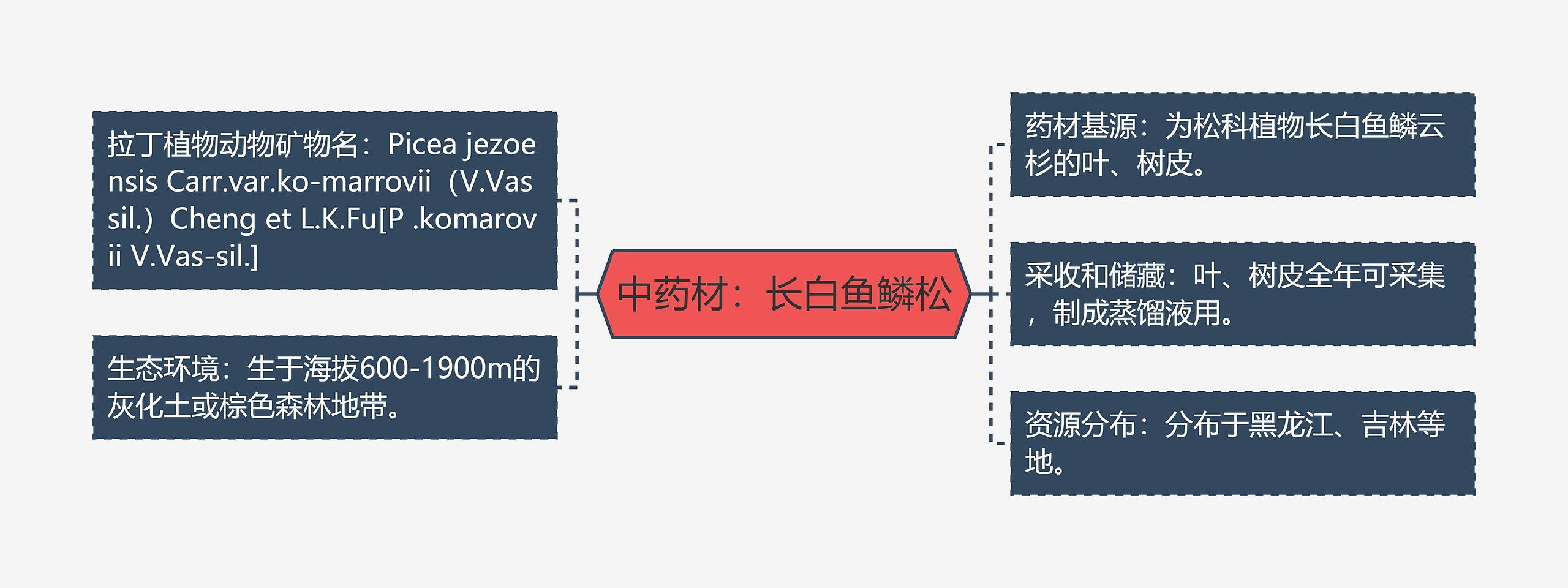 中药材：长白鱼鳞松思维导图