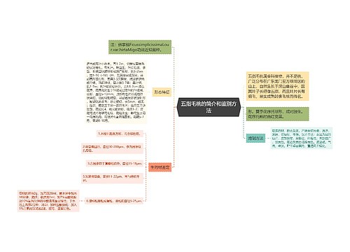 五指毛桃的简介和鉴别方法