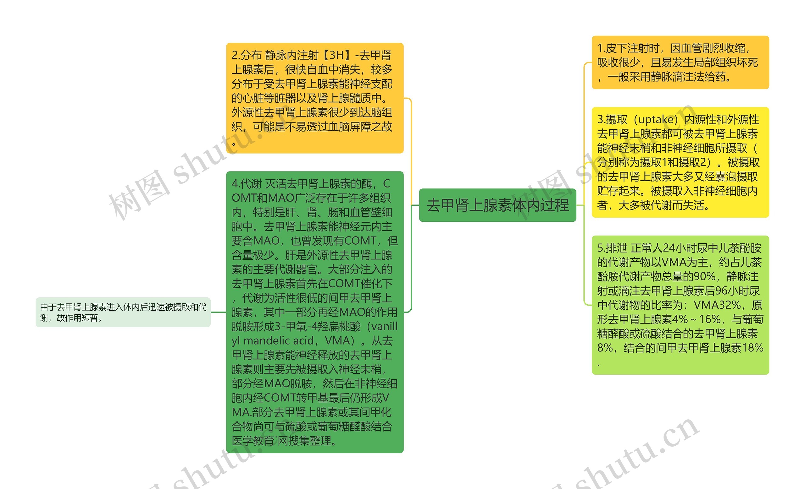 去甲肾上腺素体内过程思维导图