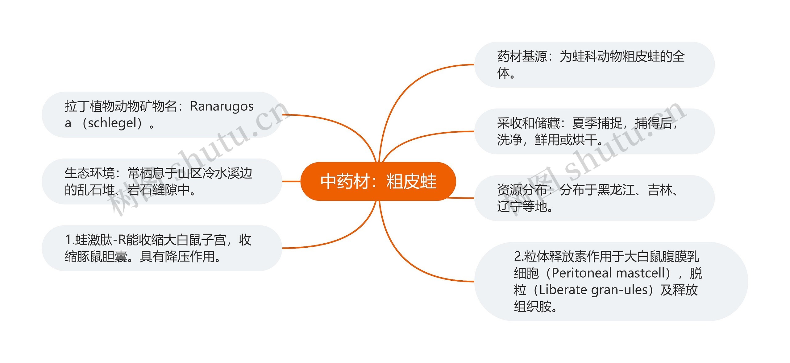 中药材：粗皮蛙思维导图