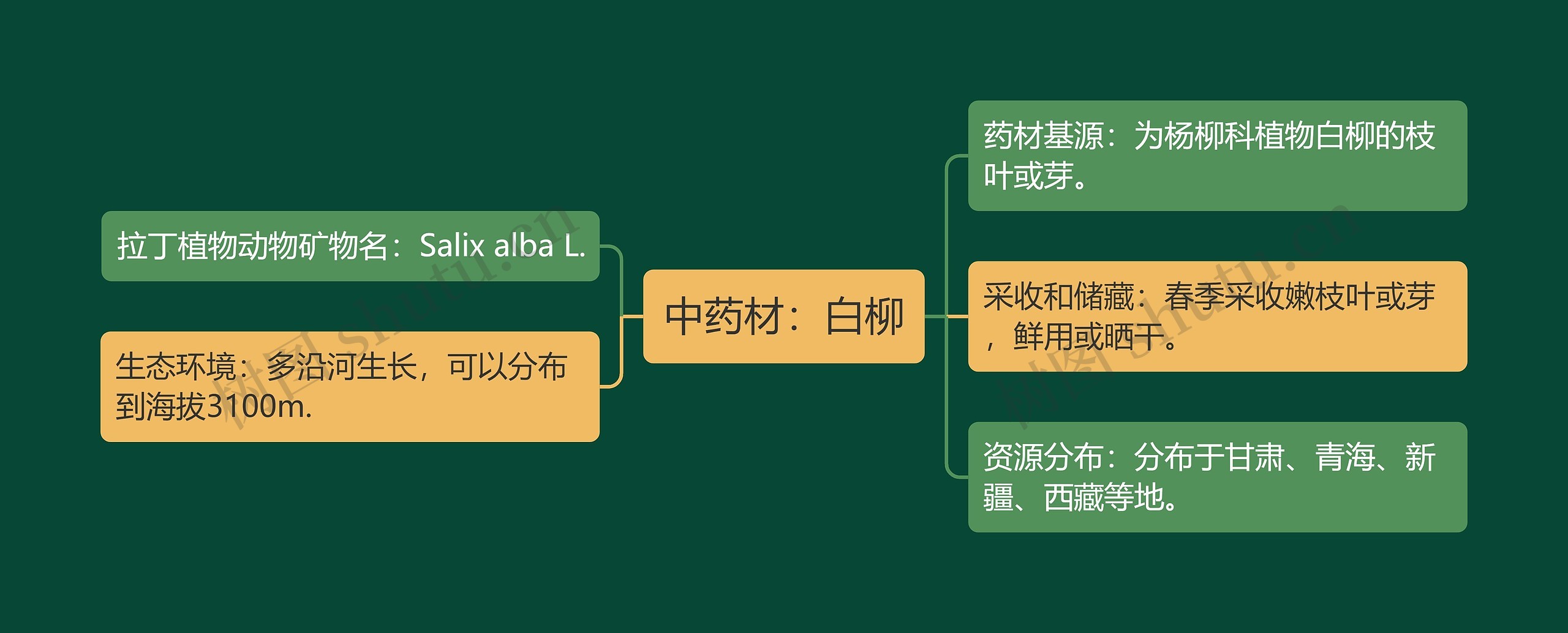 中药材：白柳思维导图