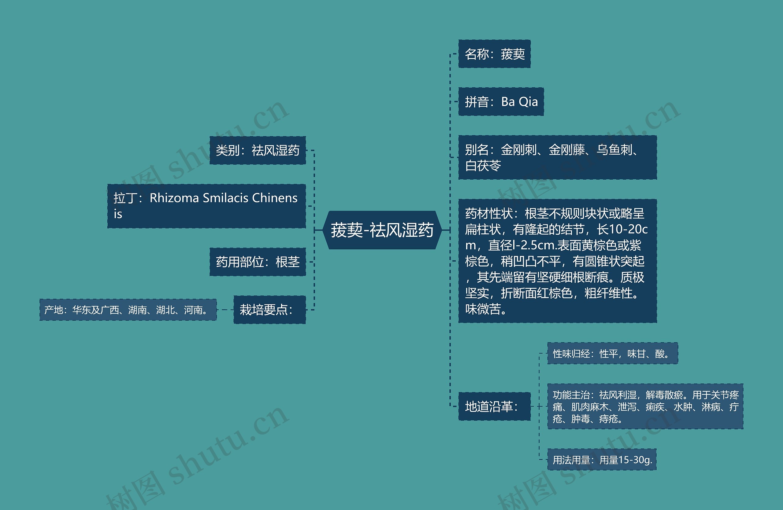 菝葜-祛风湿药 菝葜-祛风湿药