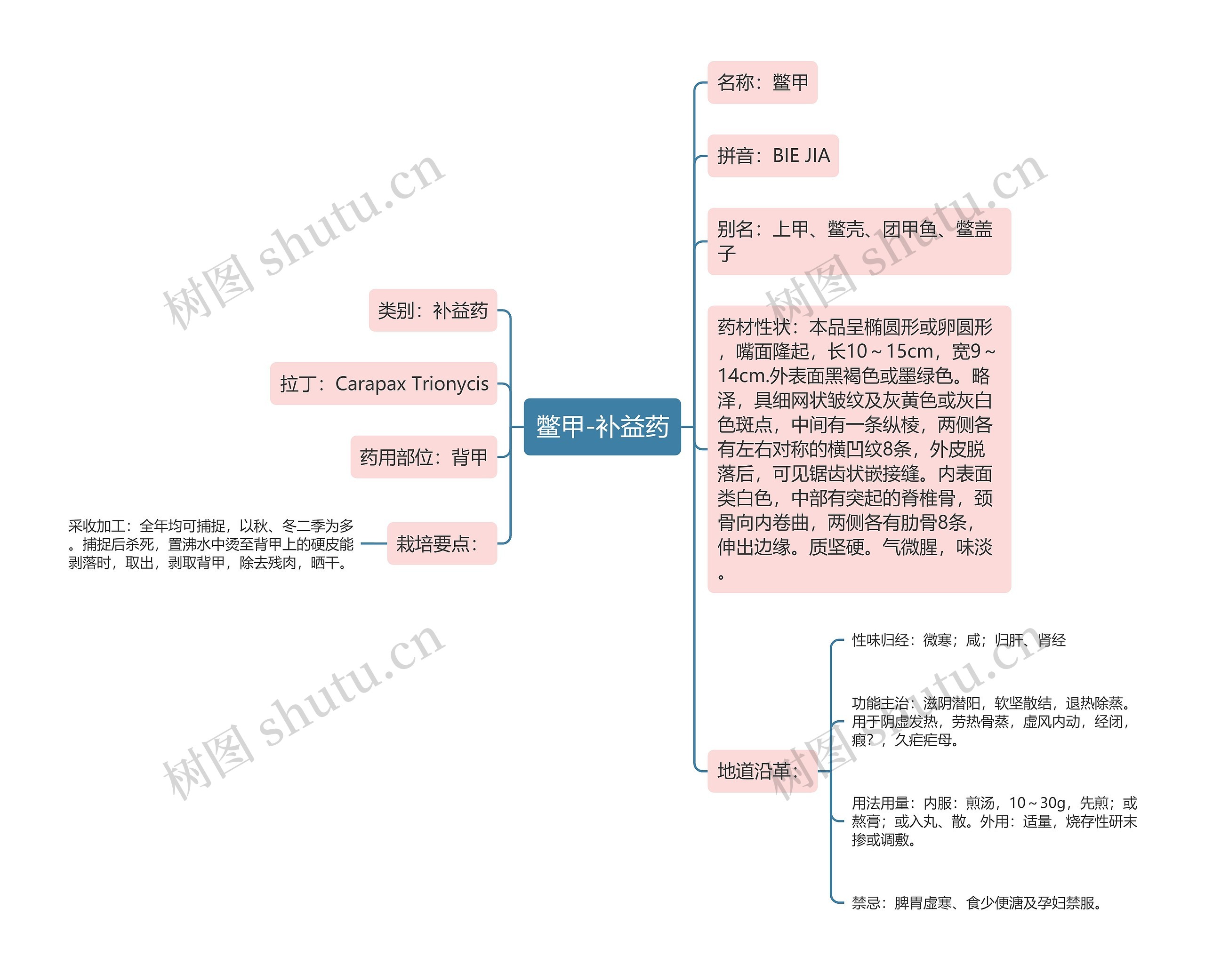 鳖甲-补益药思维导图