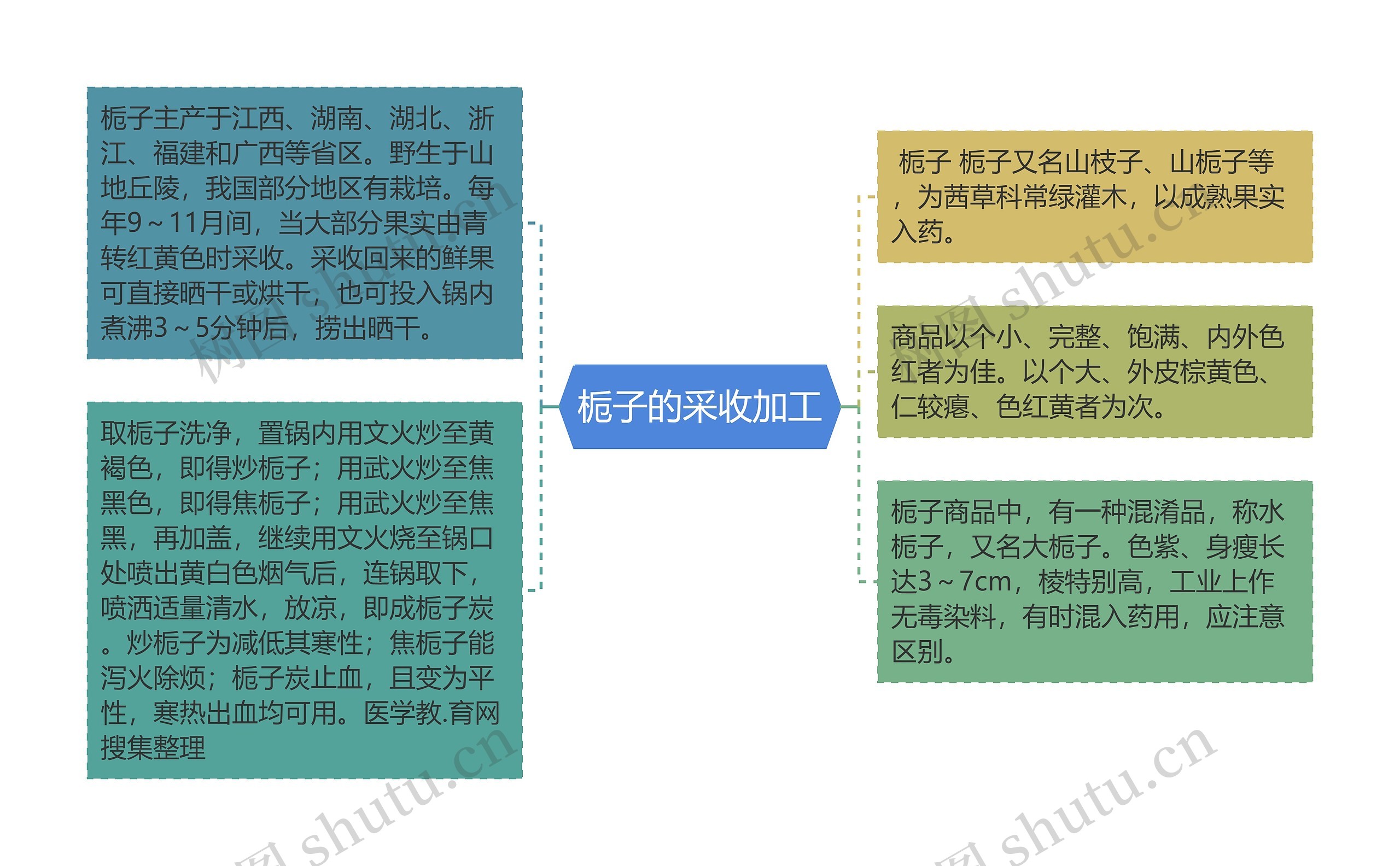 栀子的采收加工