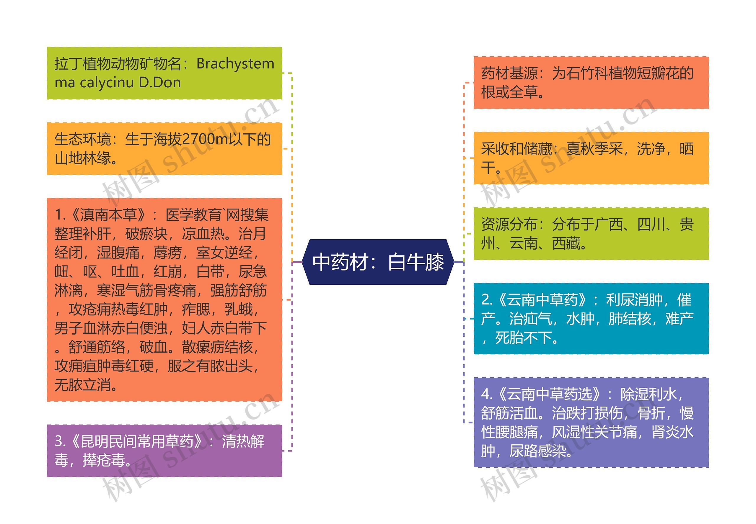 中药材：白牛膝思维导图