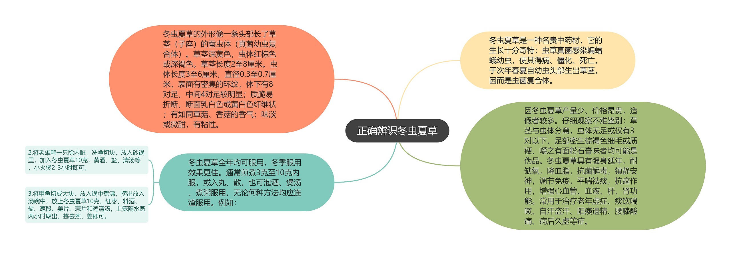 正确辨识冬虫夏草思维导图