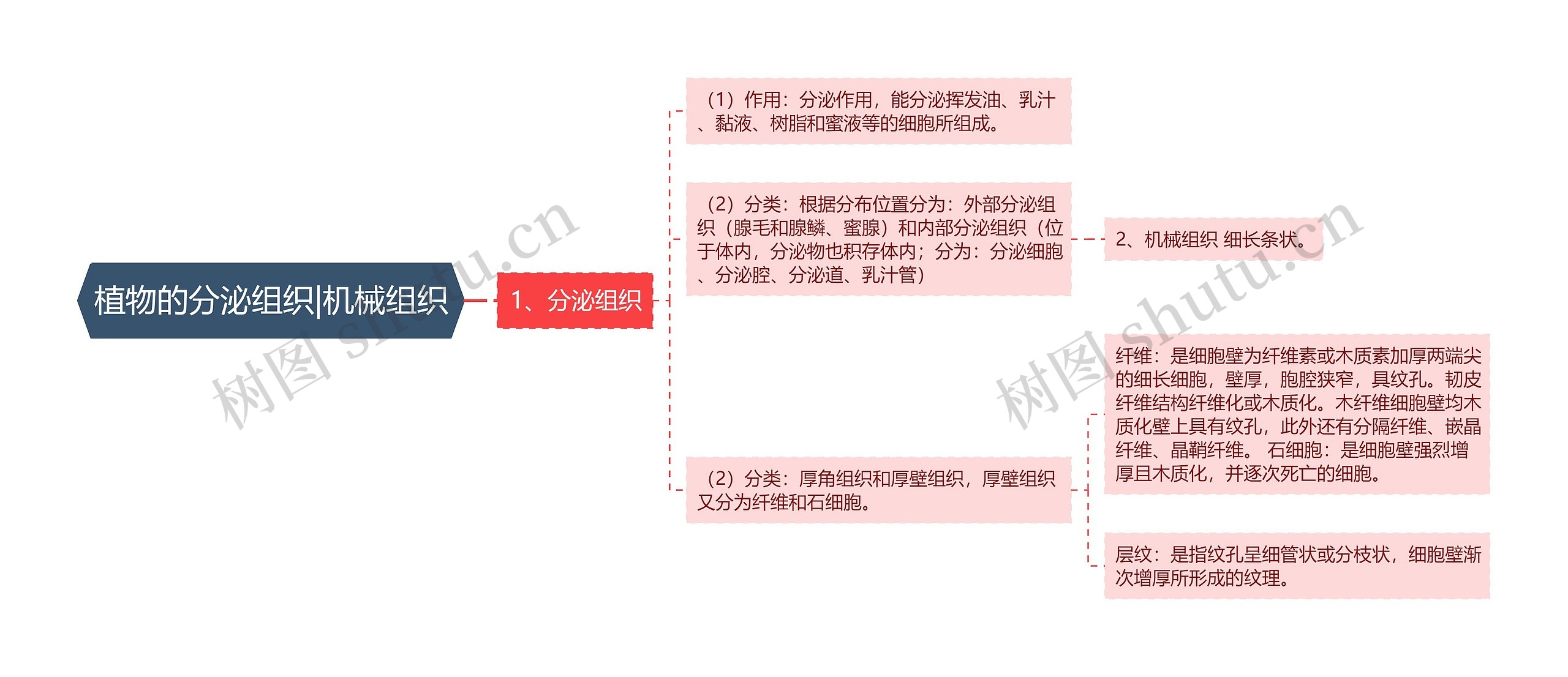 植物的分泌组织|机械组织思维导图