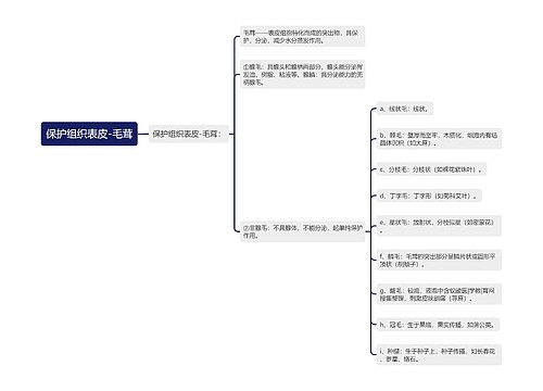 保护组织表皮-毛茸