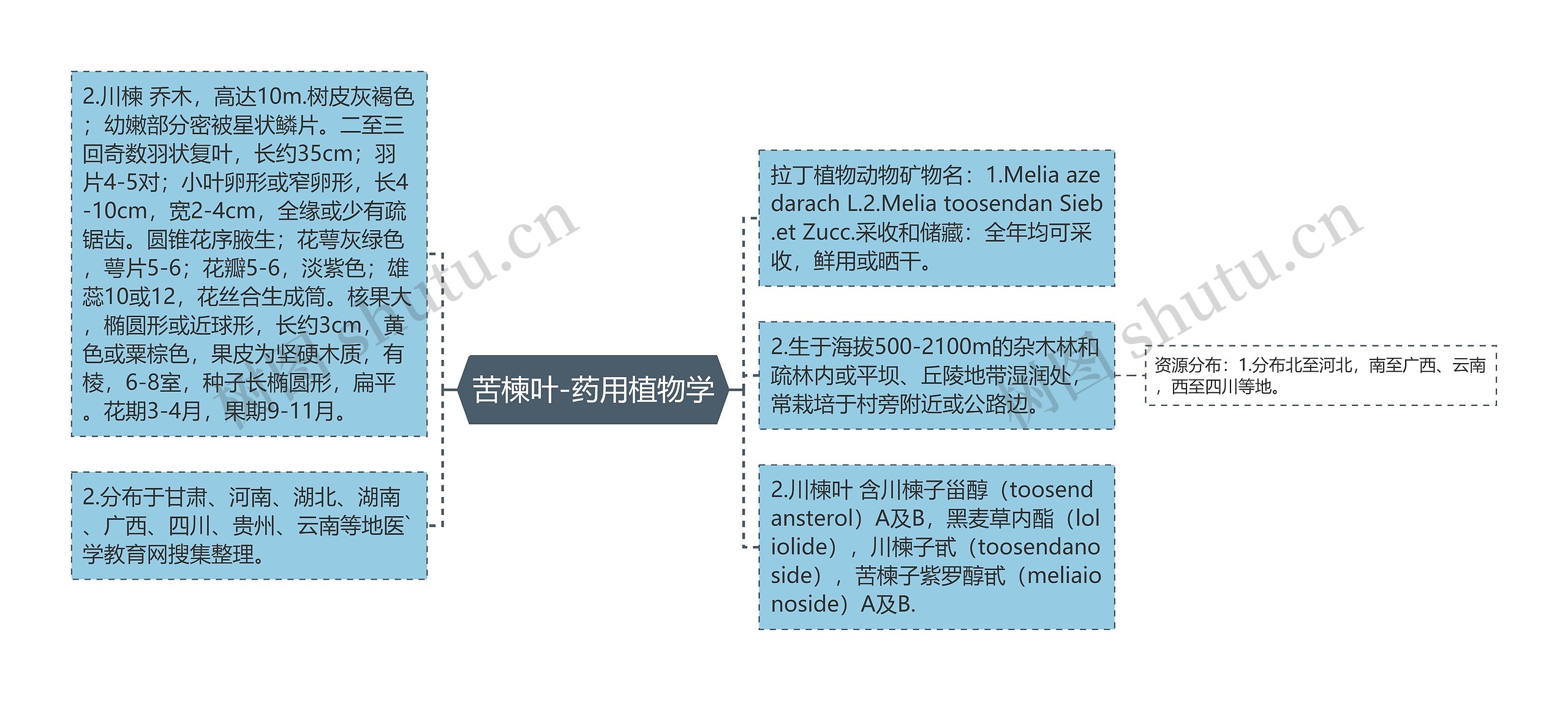 苦楝叶-药用植物学 苦楝叶-药用植物学