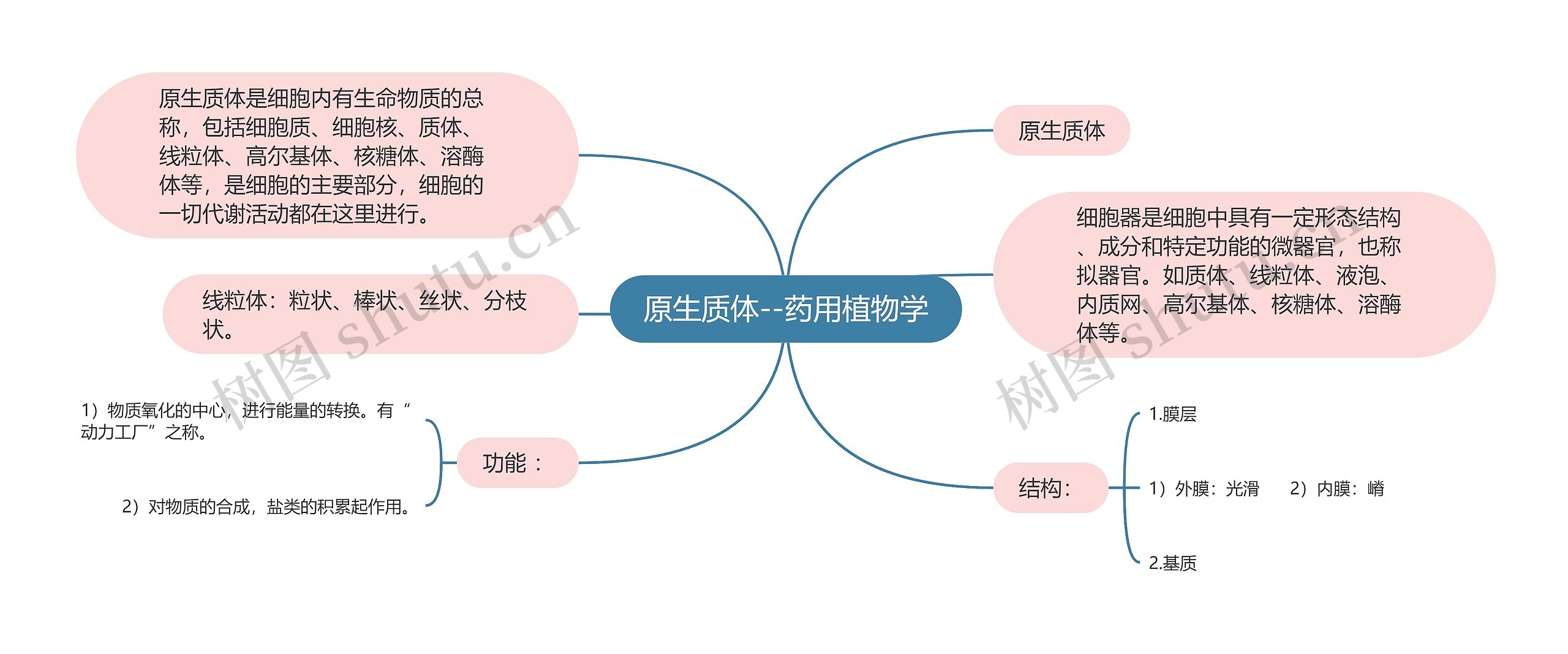 原生质体--药用植物学思维导图