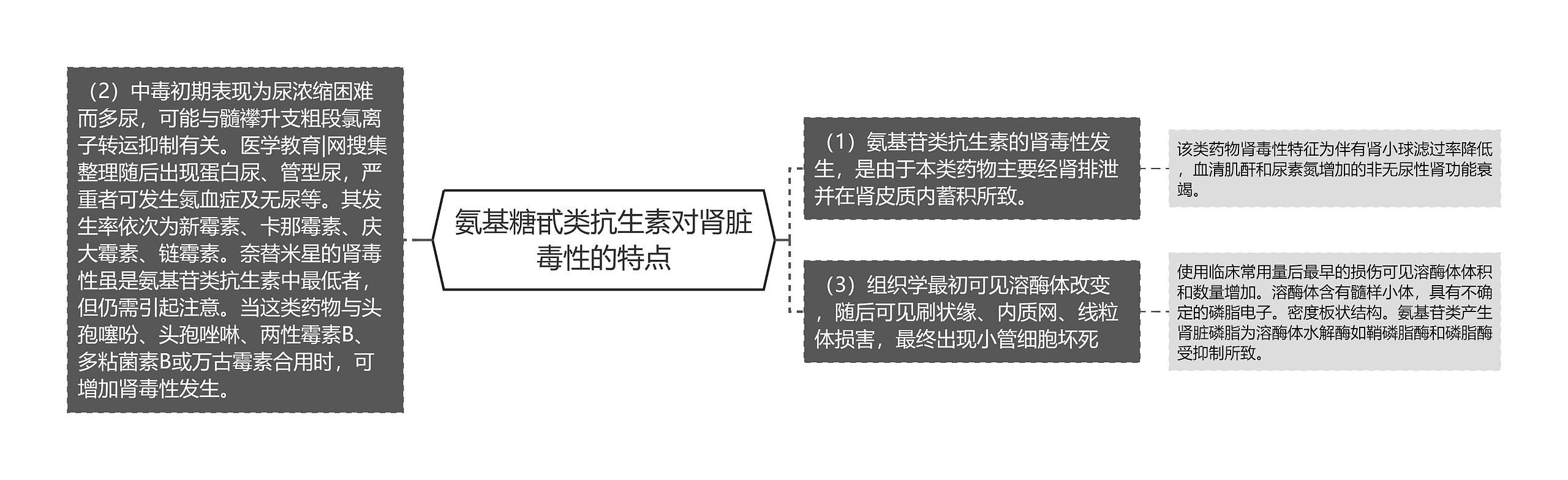 氨基糖甙类抗生素对肾脏毒性的特点 氨基糖甙类抗生素对肾脏毒性的特点