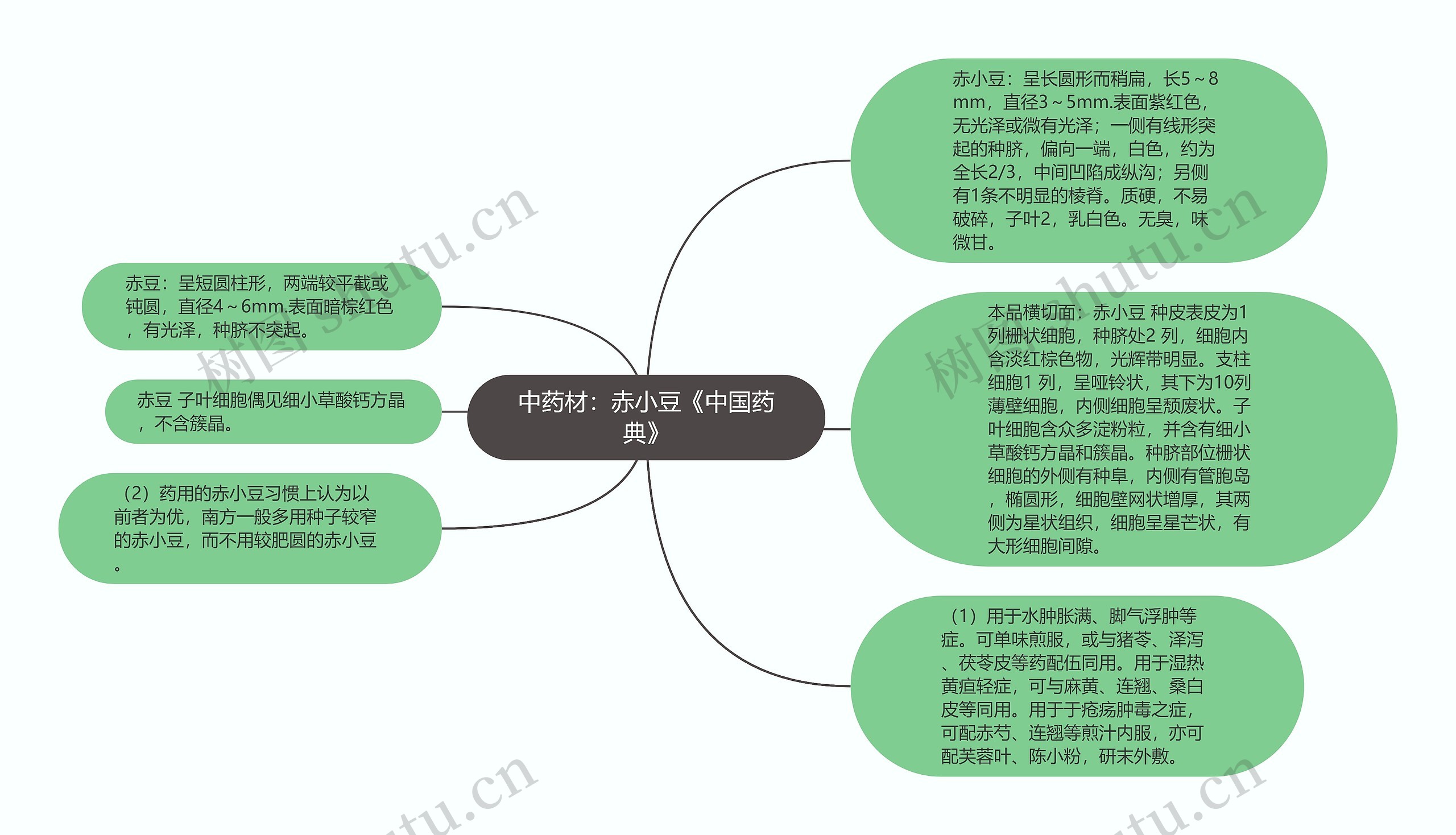 中药材：赤小豆《中国药典》思维导图