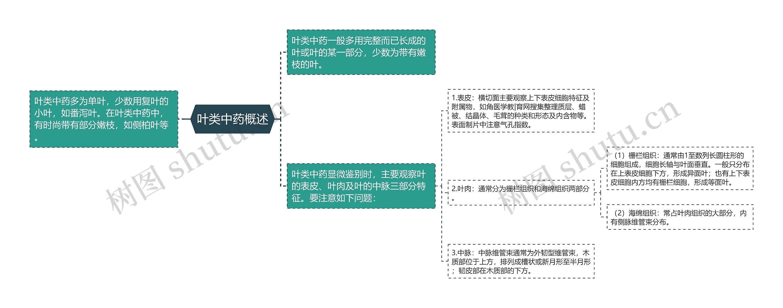 叶类中药概述思维导图