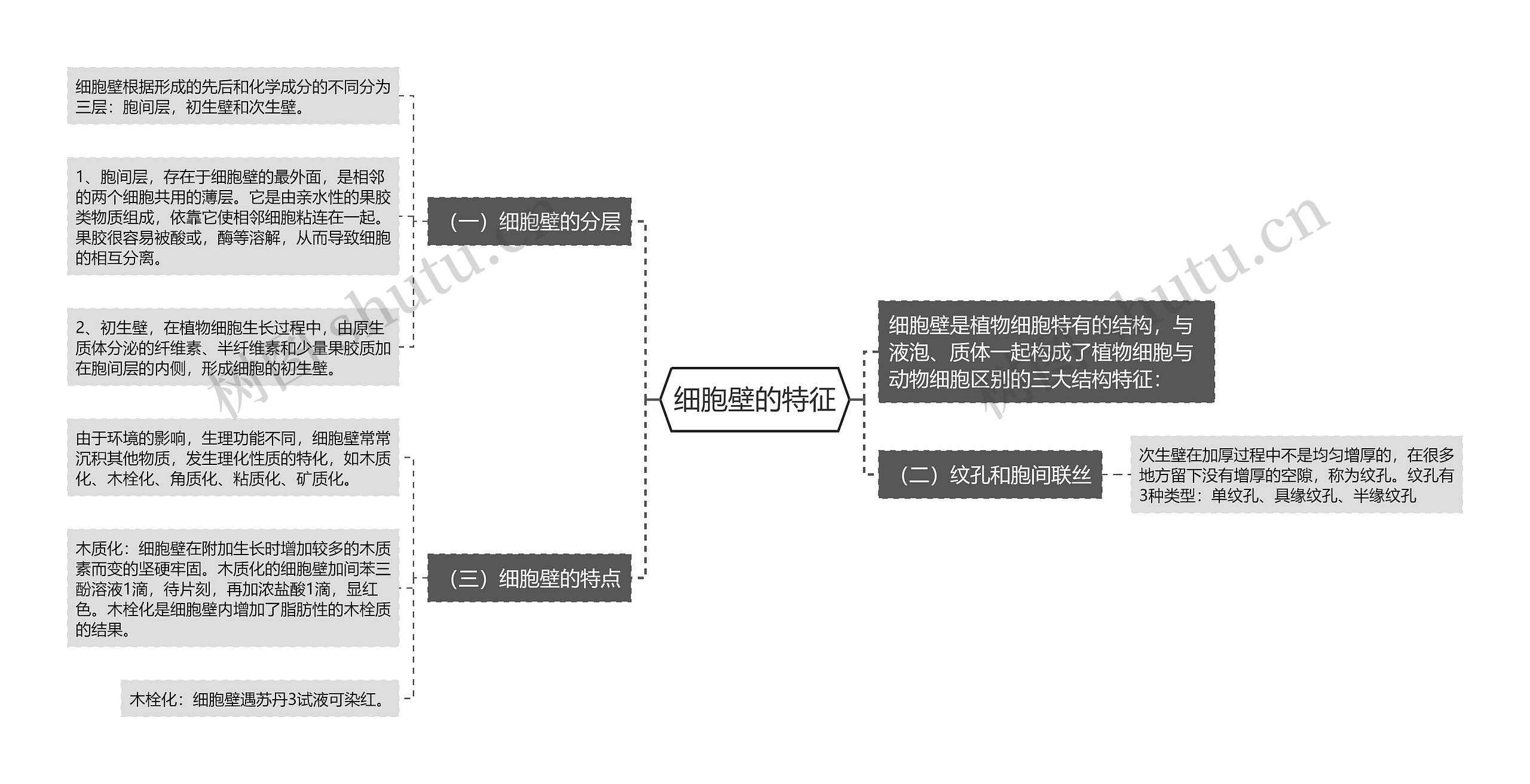 细胞壁的特征 细胞壁的特征
