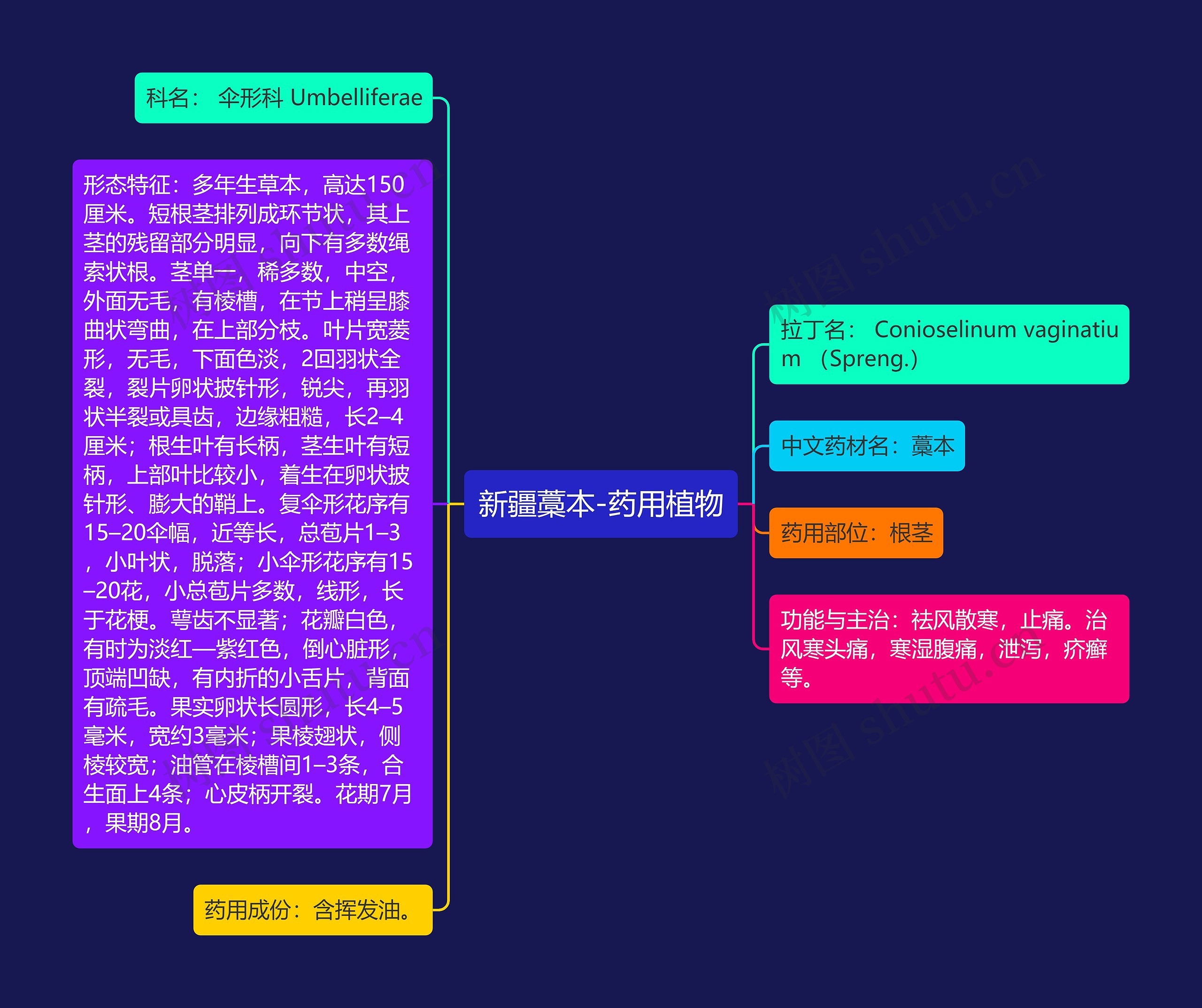 新疆藁本-药用植物思维导图