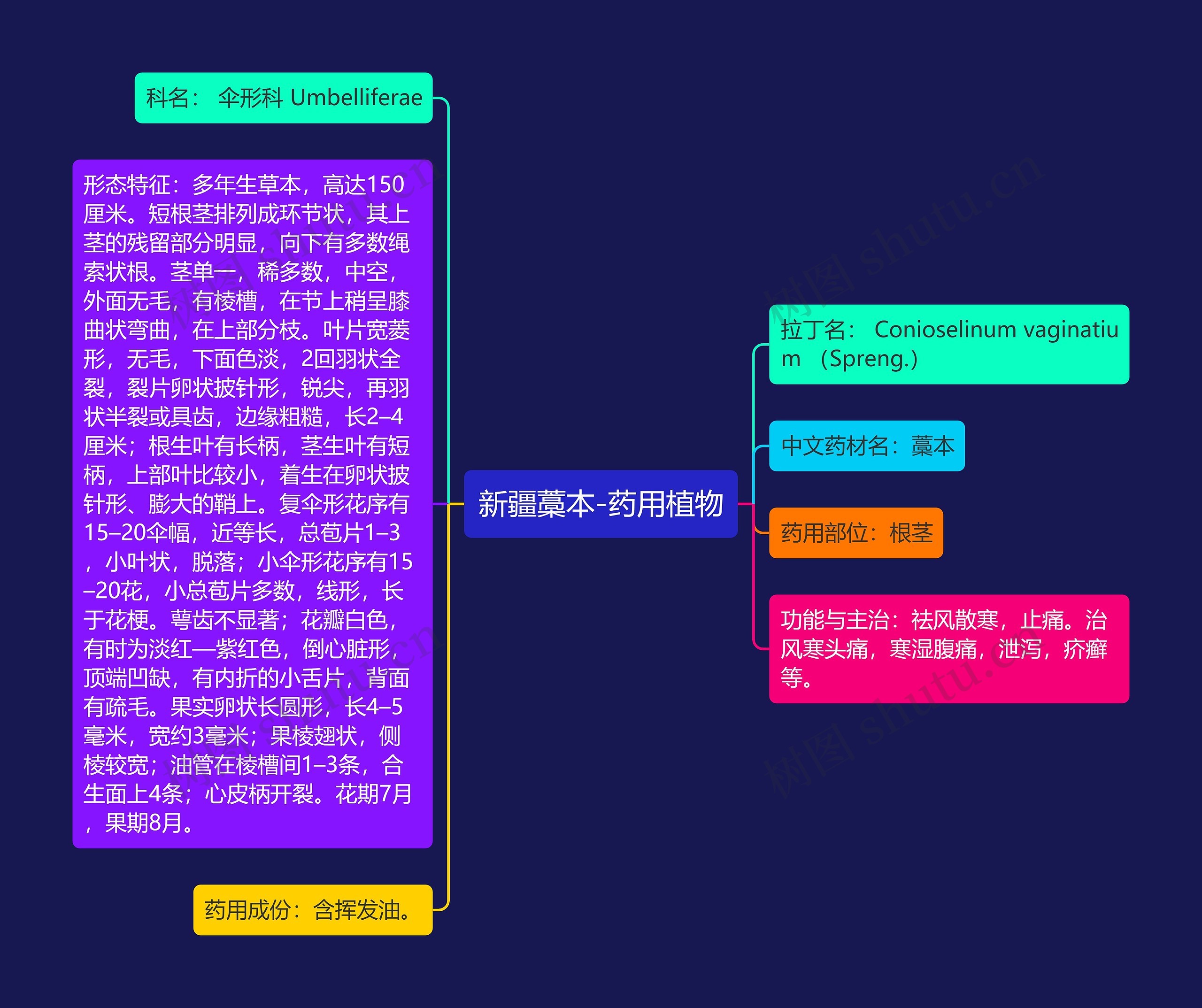 新疆藁本-药用植物 新疆藁本-药用植物