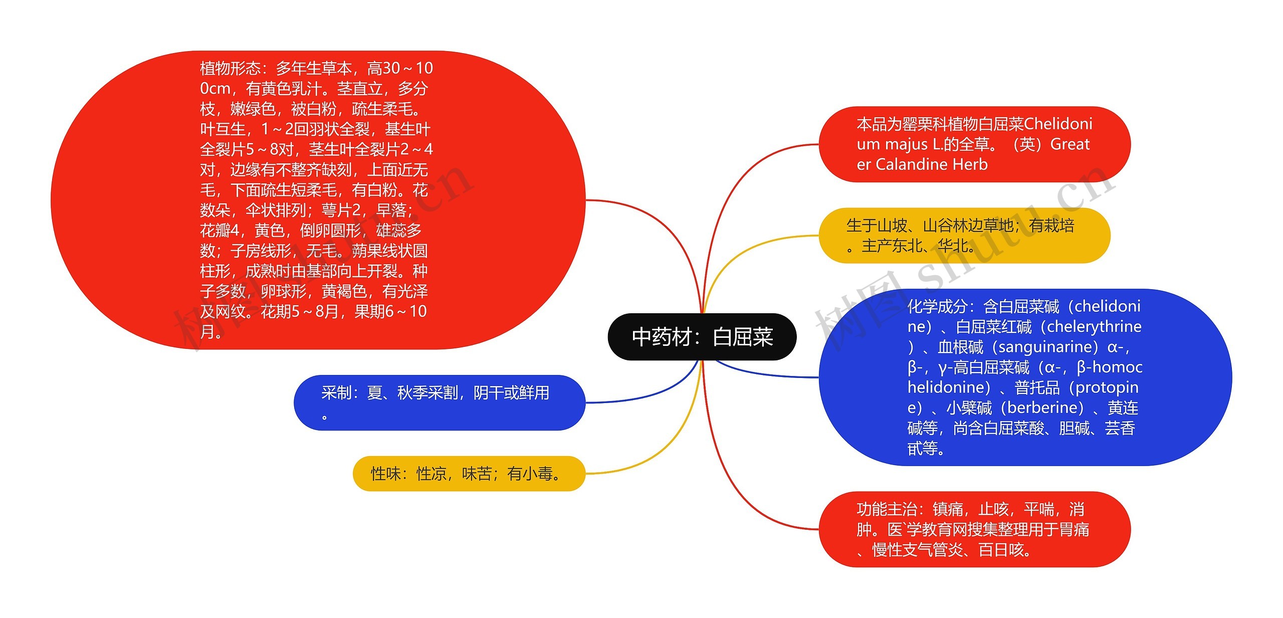 中药材：白屈菜思维导图