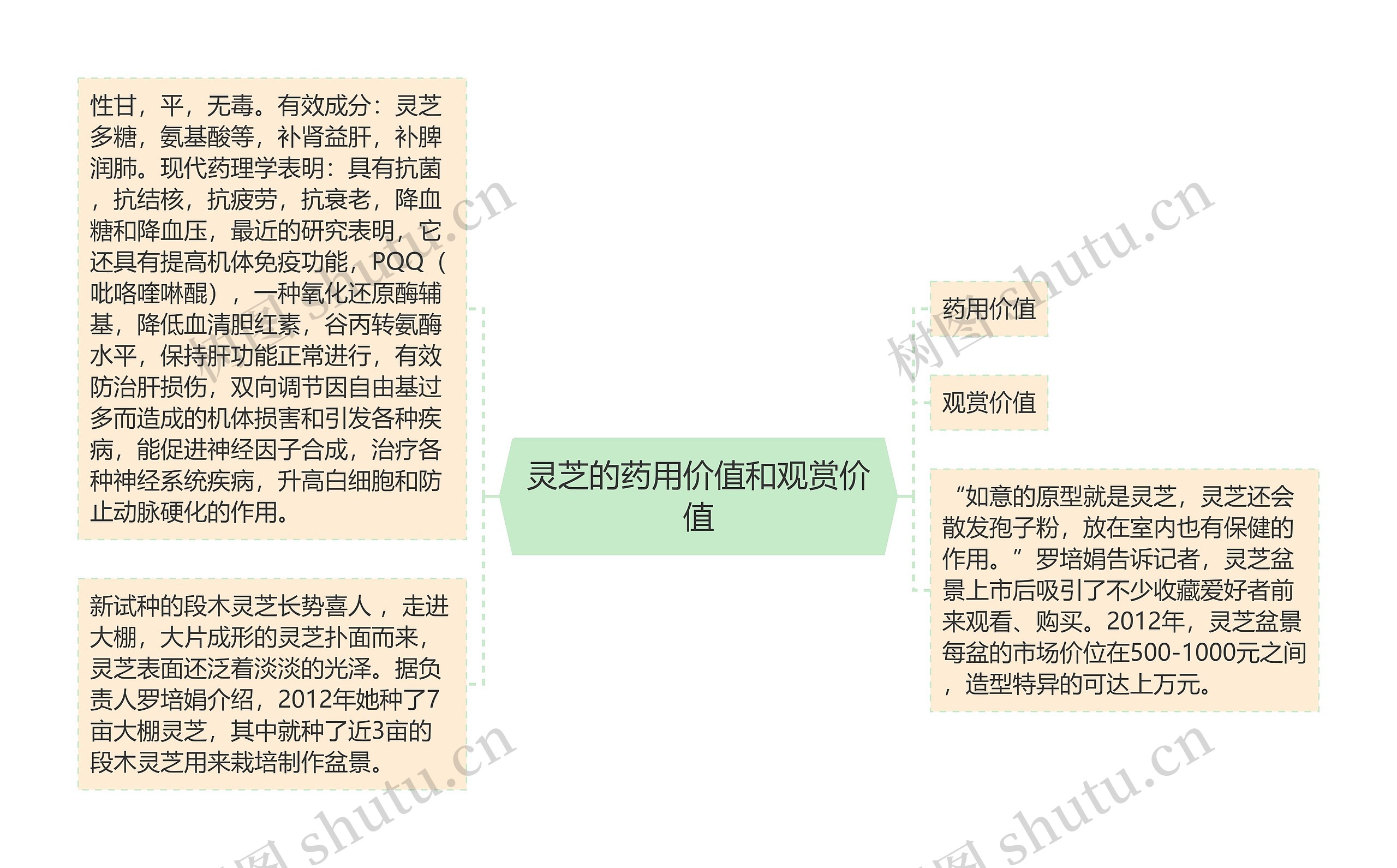 灵芝的药用价值和观赏价值思维导图