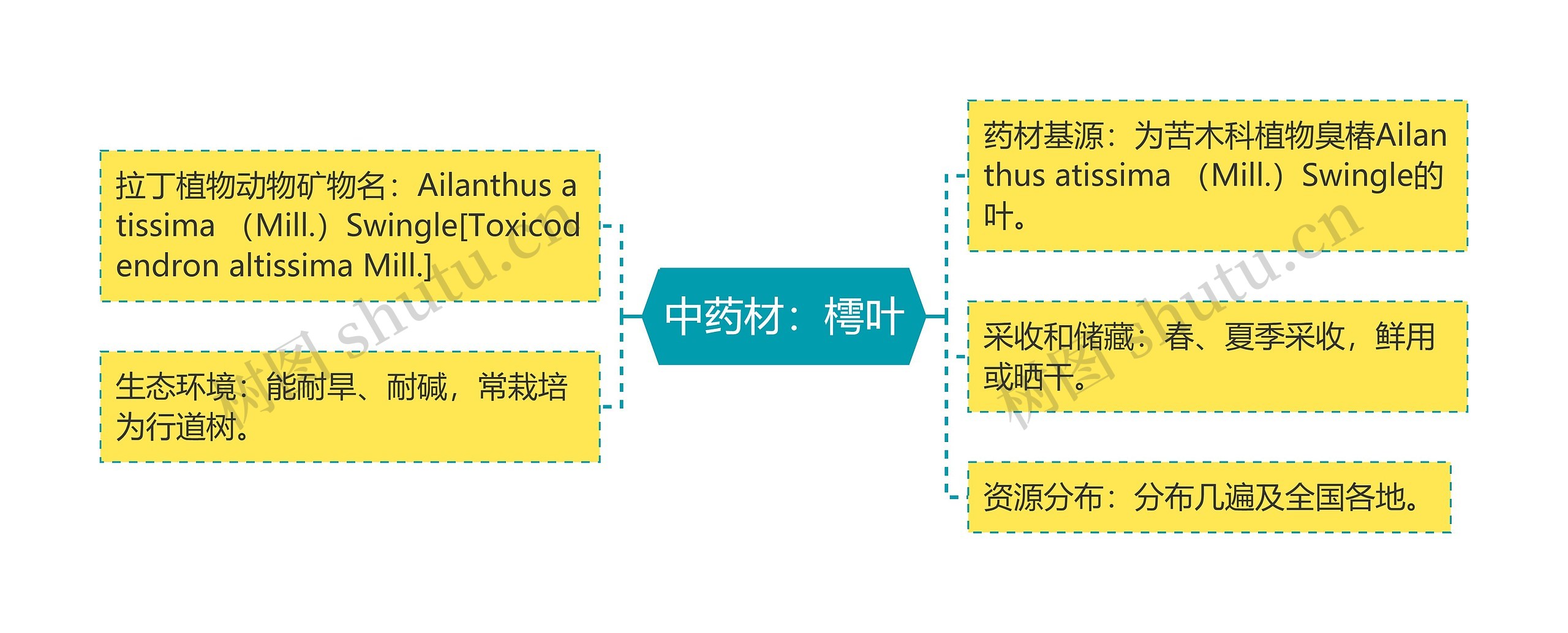 中药材：樗叶思维导图